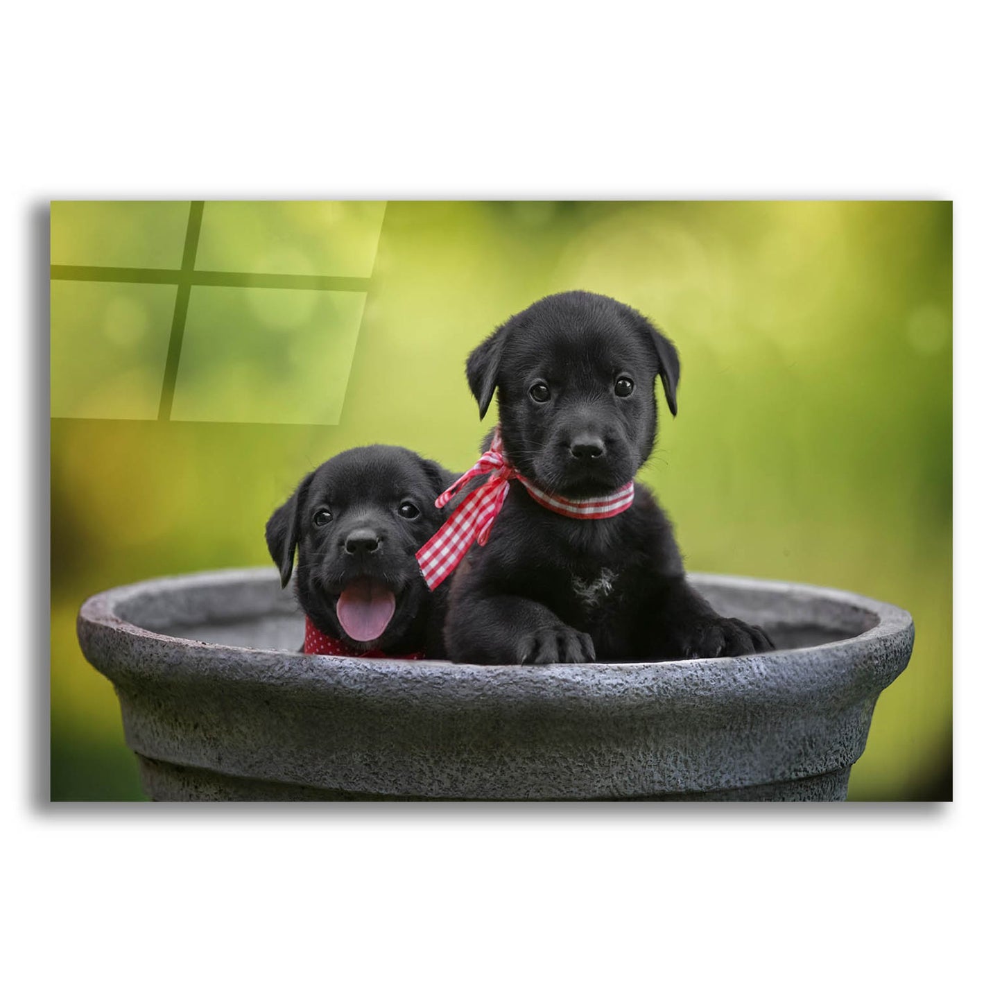 Epic Art 'Black Lab Pups 9' by Jonathan Ross, Acrylic Glass Wall Art,16x12