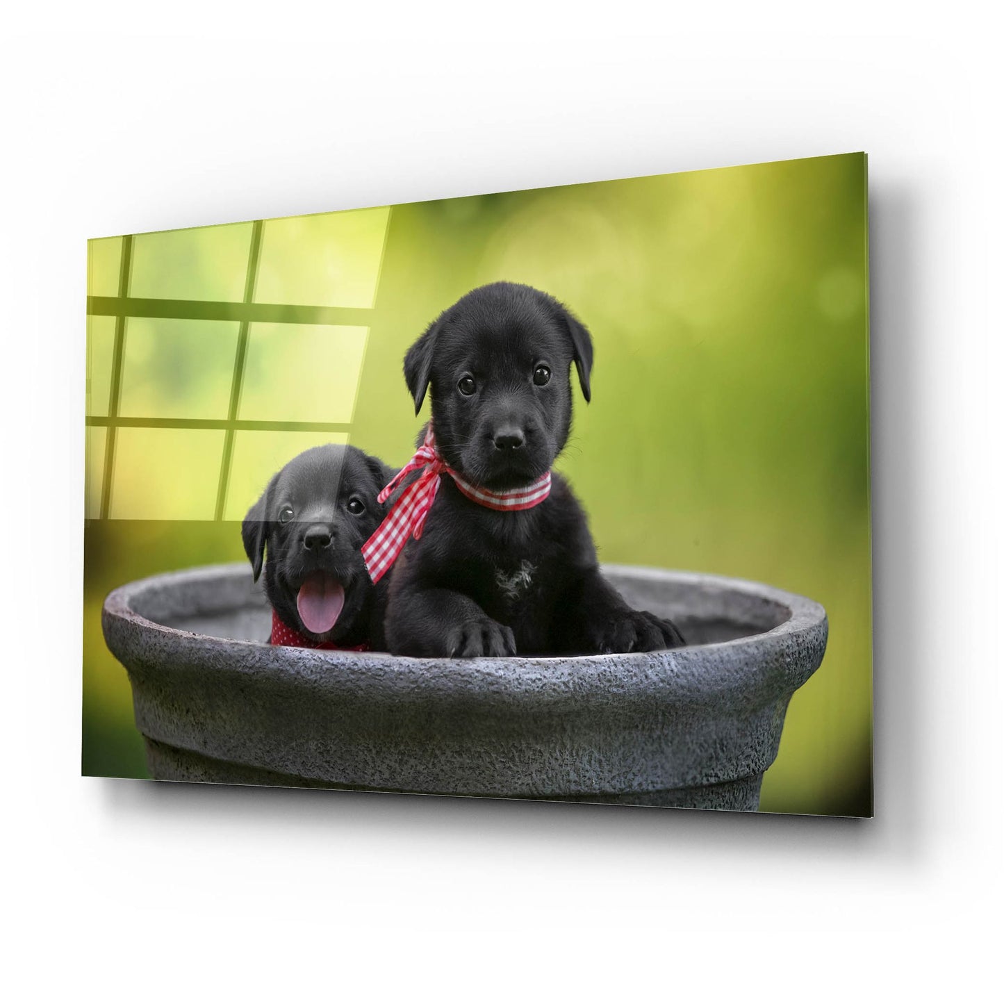 Epic Art 'Black Lab Pups 9' by Jonathan Ross, Acrylic Glass Wall Art,24x16