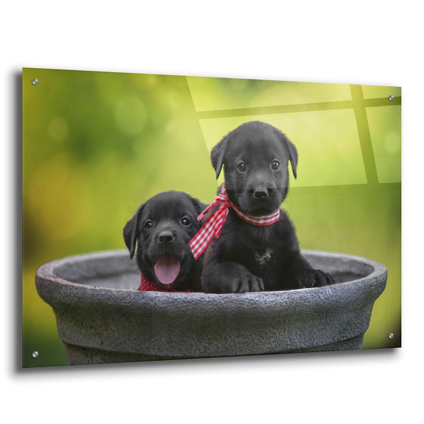 Epic Art 'Black Lab Pups 9' by Jonathan Ross, Acrylic Glass Wall Art,36x24