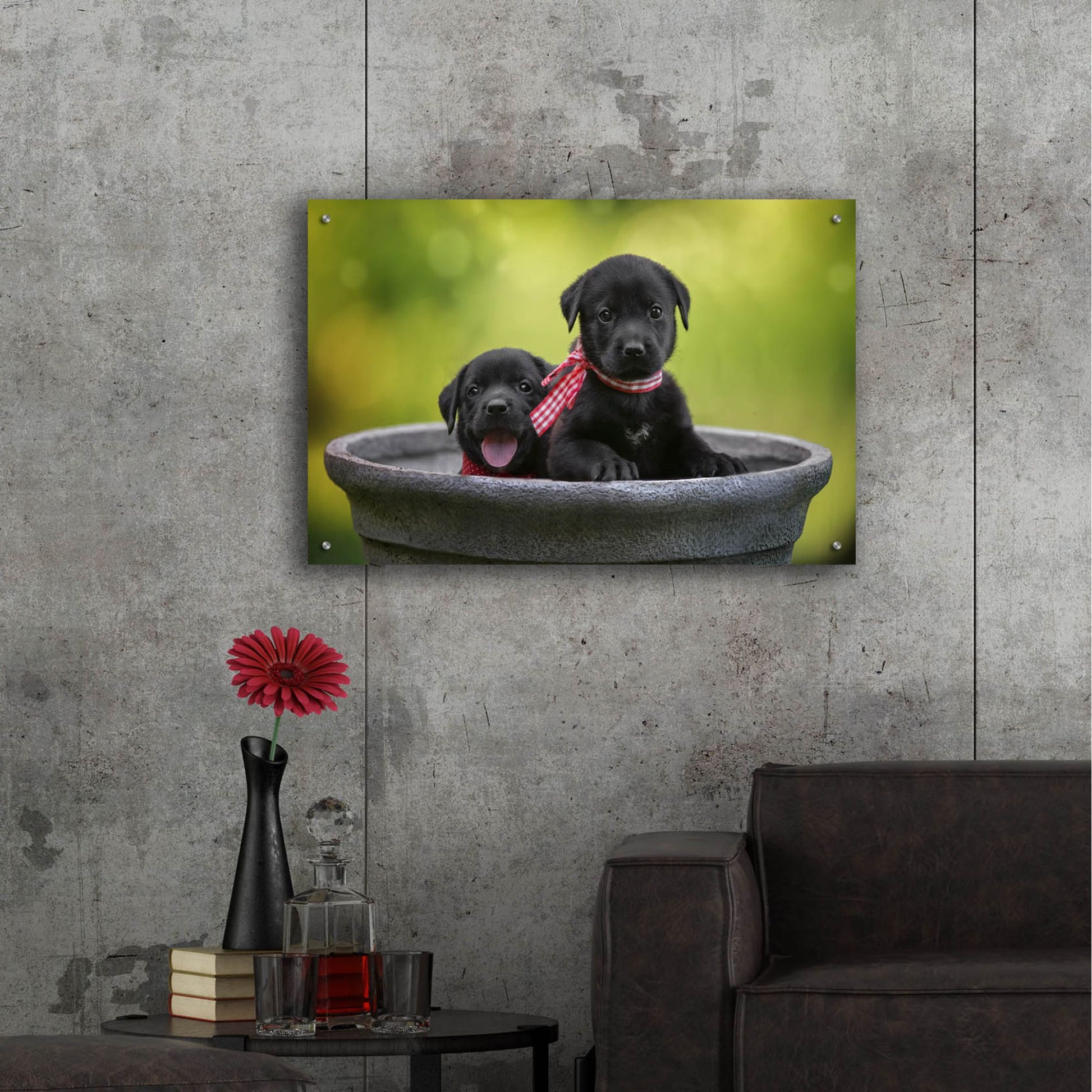 Epic Art 'Black Lab Pups 9' by Jonathan Ross, Acrylic Glass Wall Art,36x24