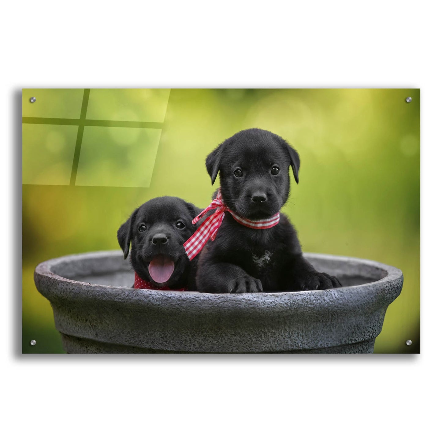 Epic Art 'Black Lab Pups 9' by Jonathan Ross, Acrylic Glass Wall Art,36x24