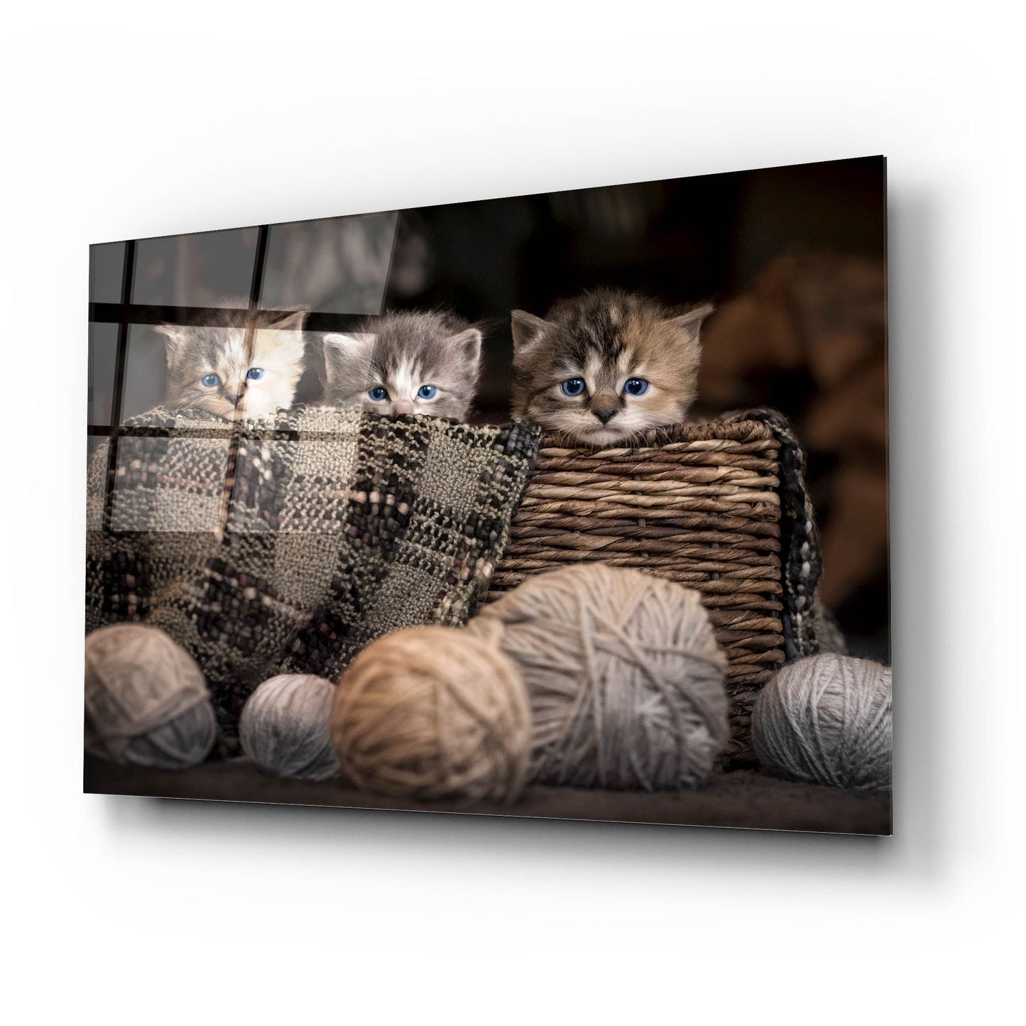 Epic Art 'Kittens In A Basket' by Jonathan Ross, Acrylic Glass Wall Art,24x16