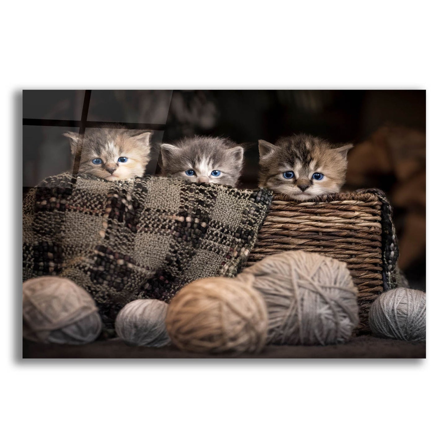 Epic Art 'Kittens In A Basket' by Jonathan Ross, Acrylic Glass Wall Art,24x16