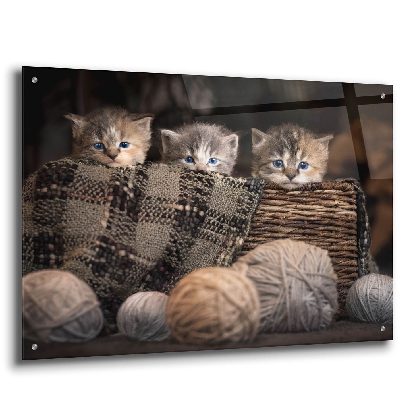 Epic Art 'Kittens In A Basket' by Jonathan Ross, Acrylic Glass Wall Art,36x24