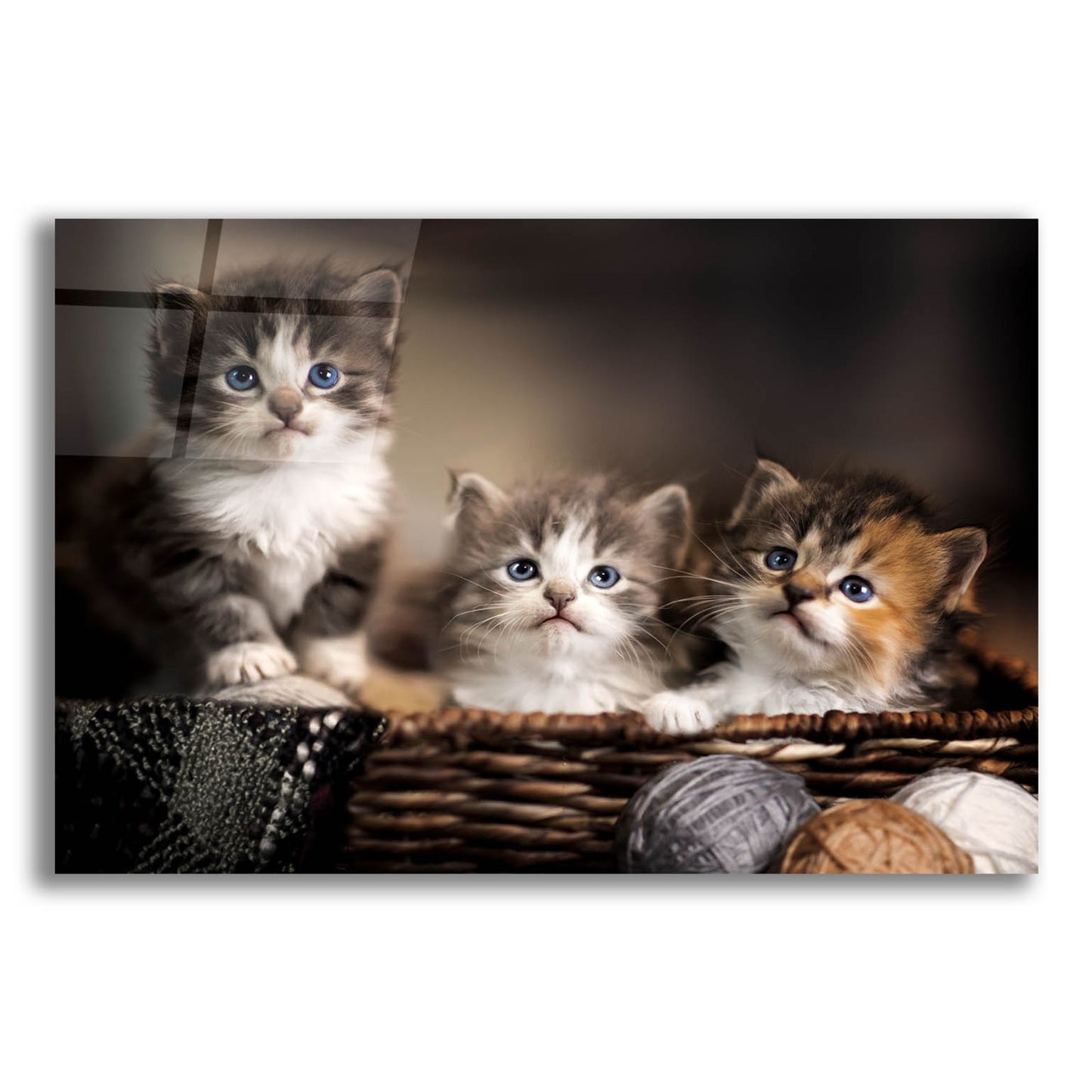 Epic Art 'Three Kittens' by Jonathan Ross, Acrylic Glass Wall Art,16x12