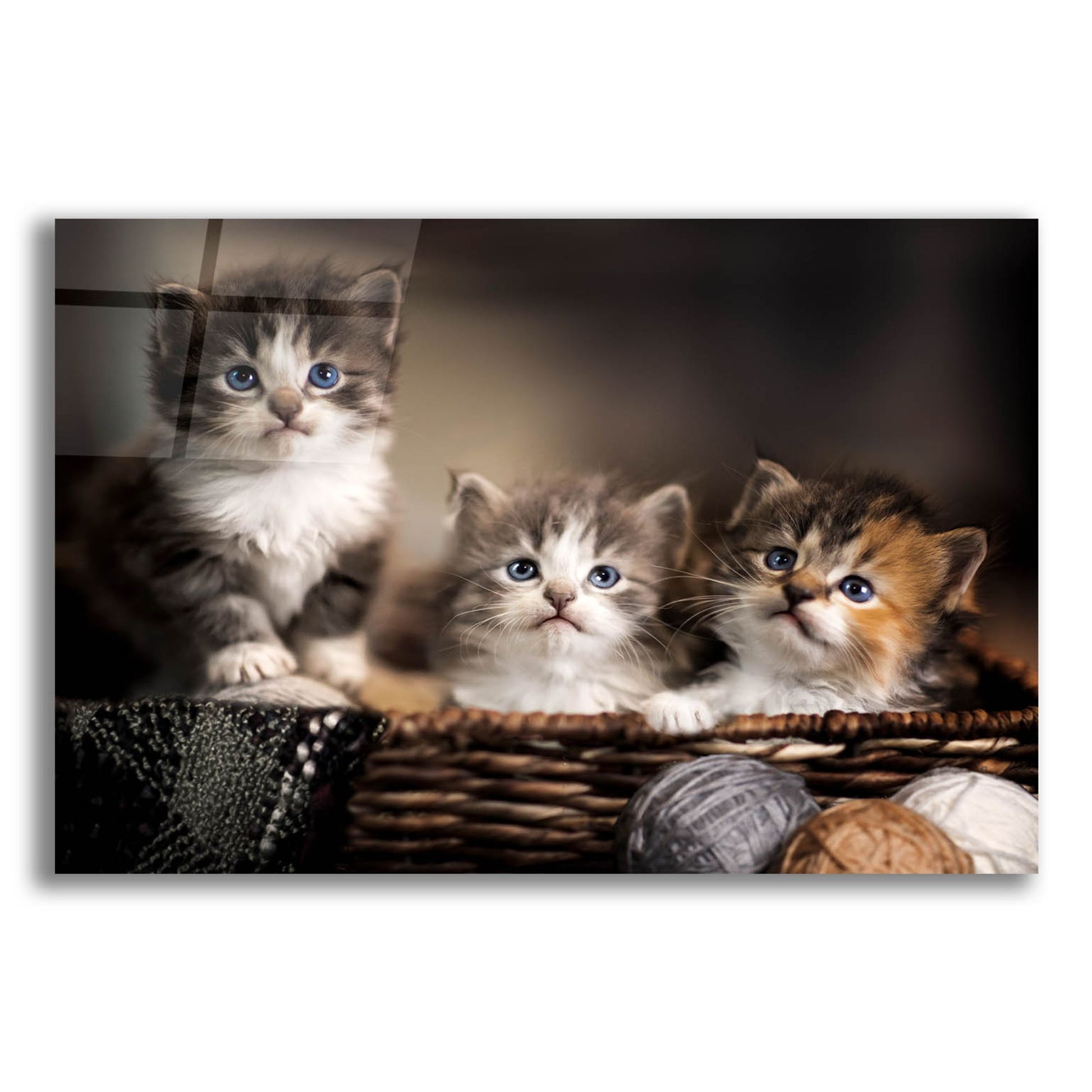 Epic Art 'Three Kittens' by Jonathan Ross, Acrylic Glass Wall Art,24x16