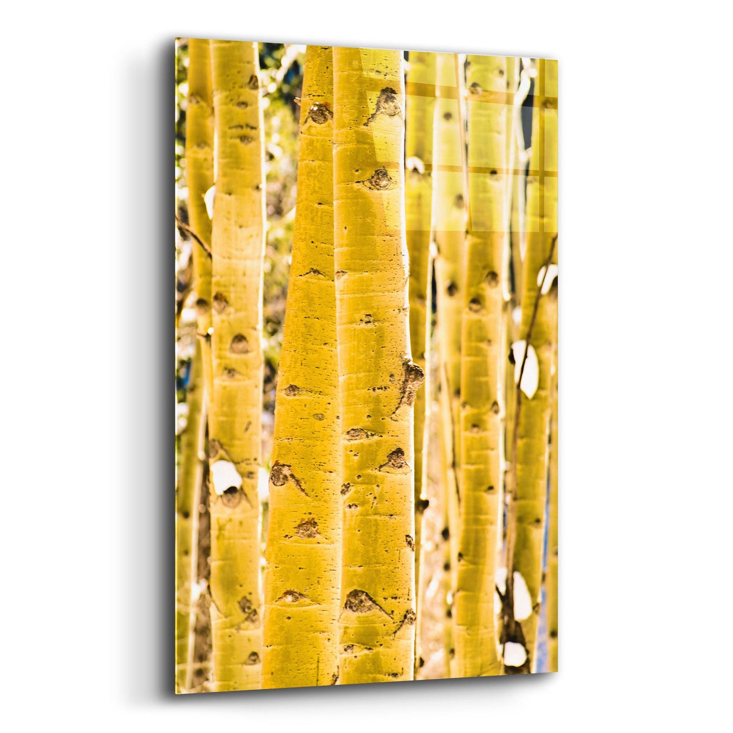 Epic Art 'Aspen Trunks' by Mark A Paulda, Acrylic Glass Wall Art,12x16