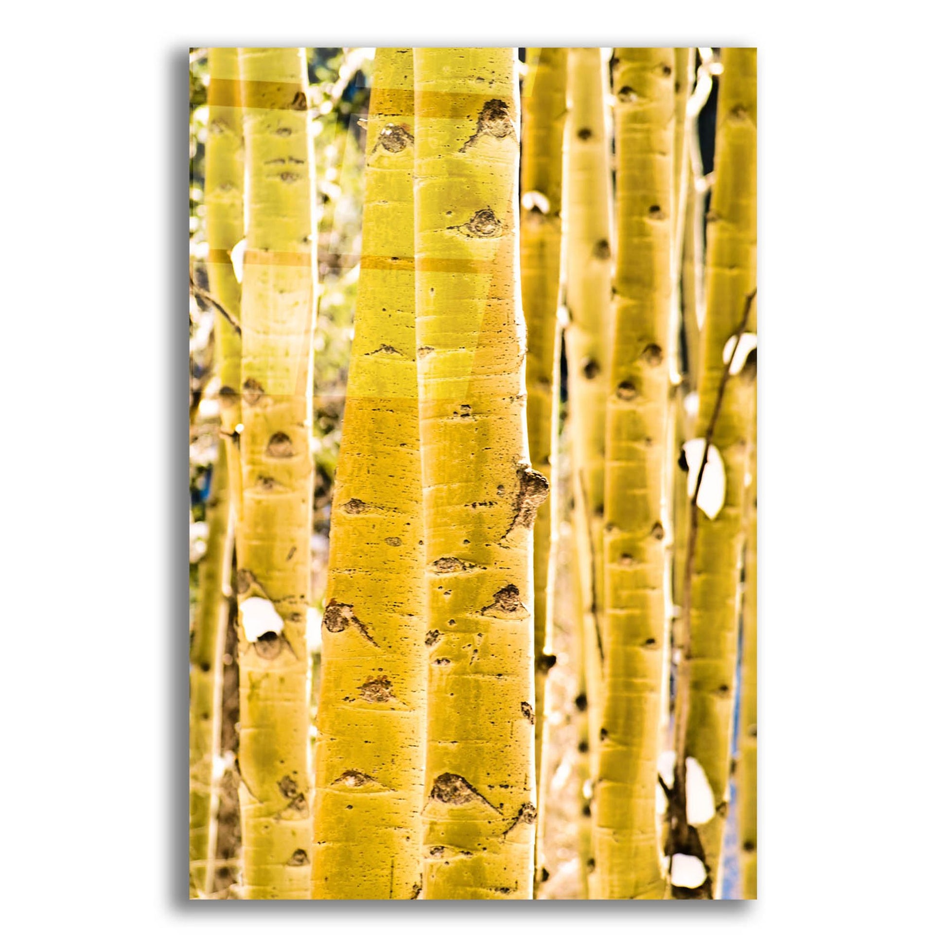 Epic Art 'Aspen Trunks' by Mark A Paulda, Acrylic Glass Wall Art,12x16