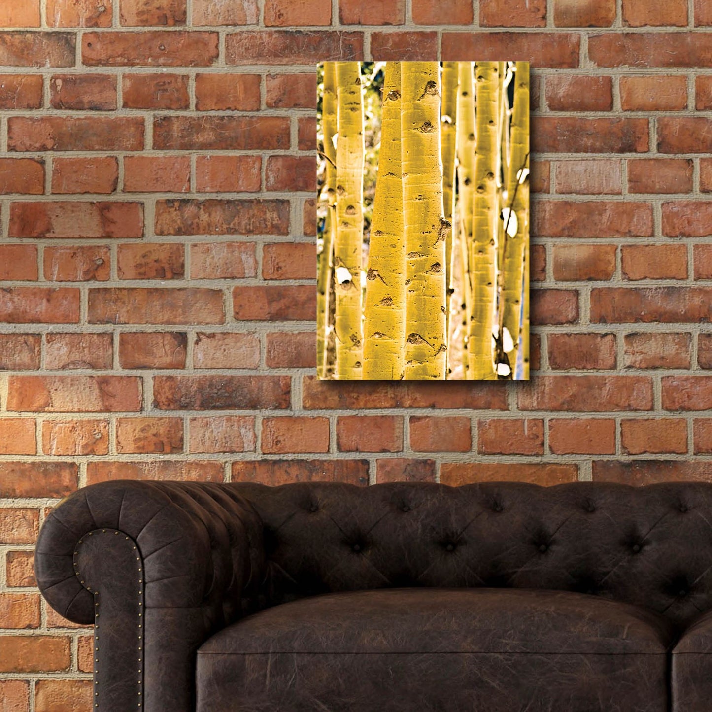 Epic Art 'Aspen Trunks' by Mark A Paulda, Acrylic Glass Wall Art,16x24