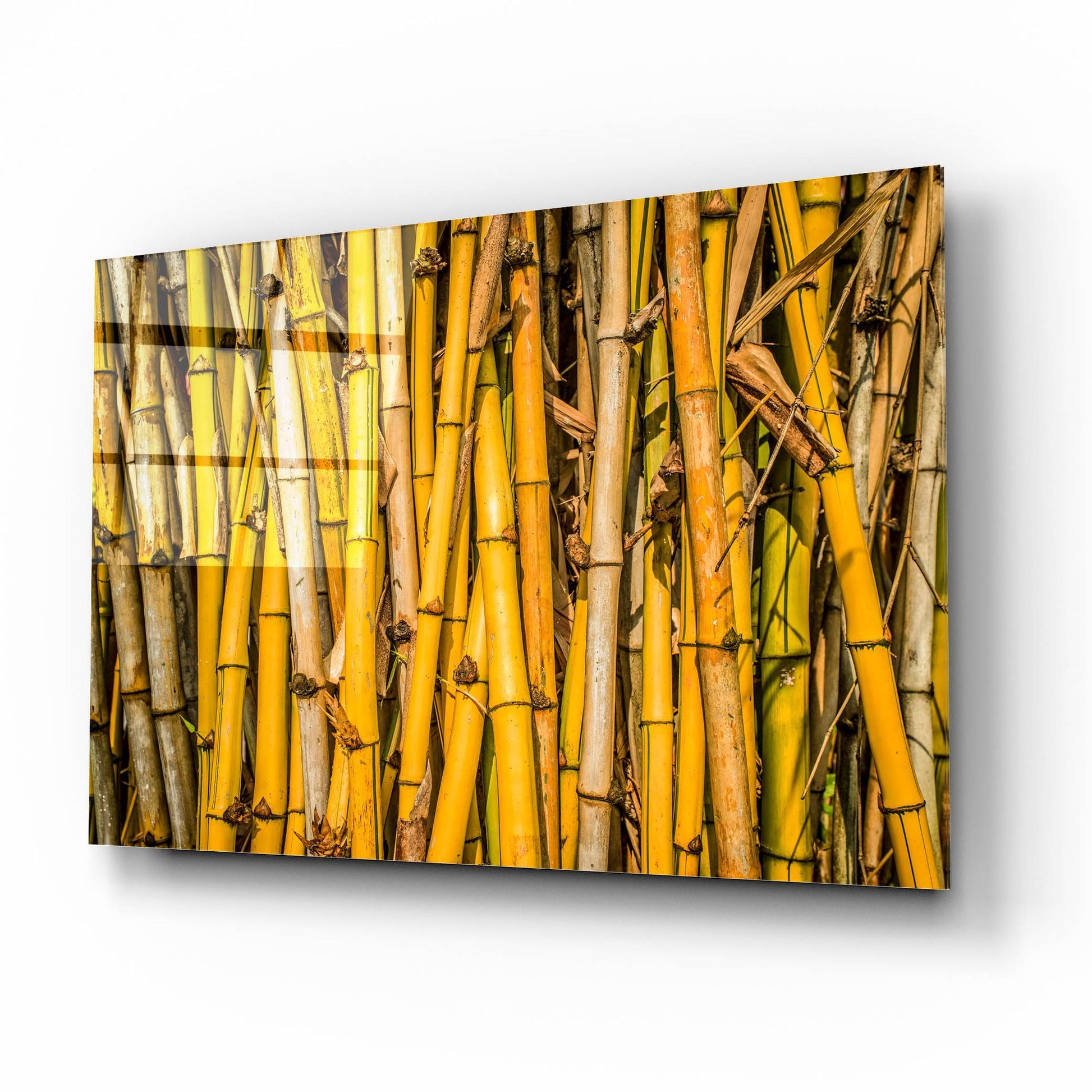 Epic Art 'Bamboo' by Mark A Paulda, Acrylic Glass Wall Art,16x12