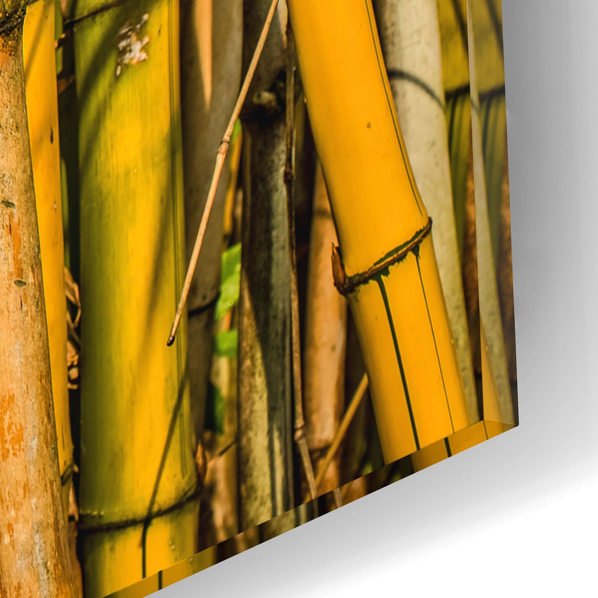 Epic Art 'Bamboo' by Mark A Paulda, Acrylic Glass Wall Art,16x12