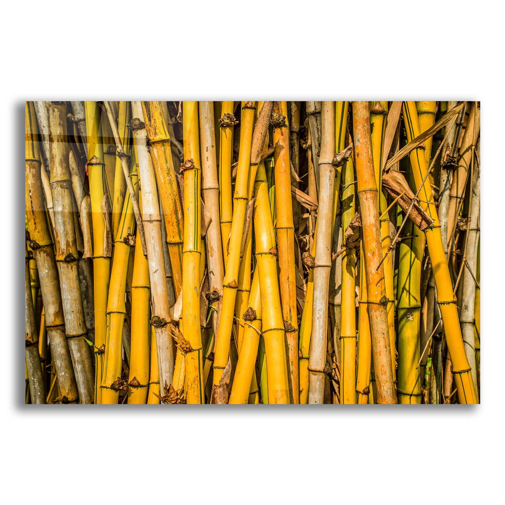 Epic Art 'Bamboo' by Mark A Paulda, Acrylic Glass Wall Art,16x12