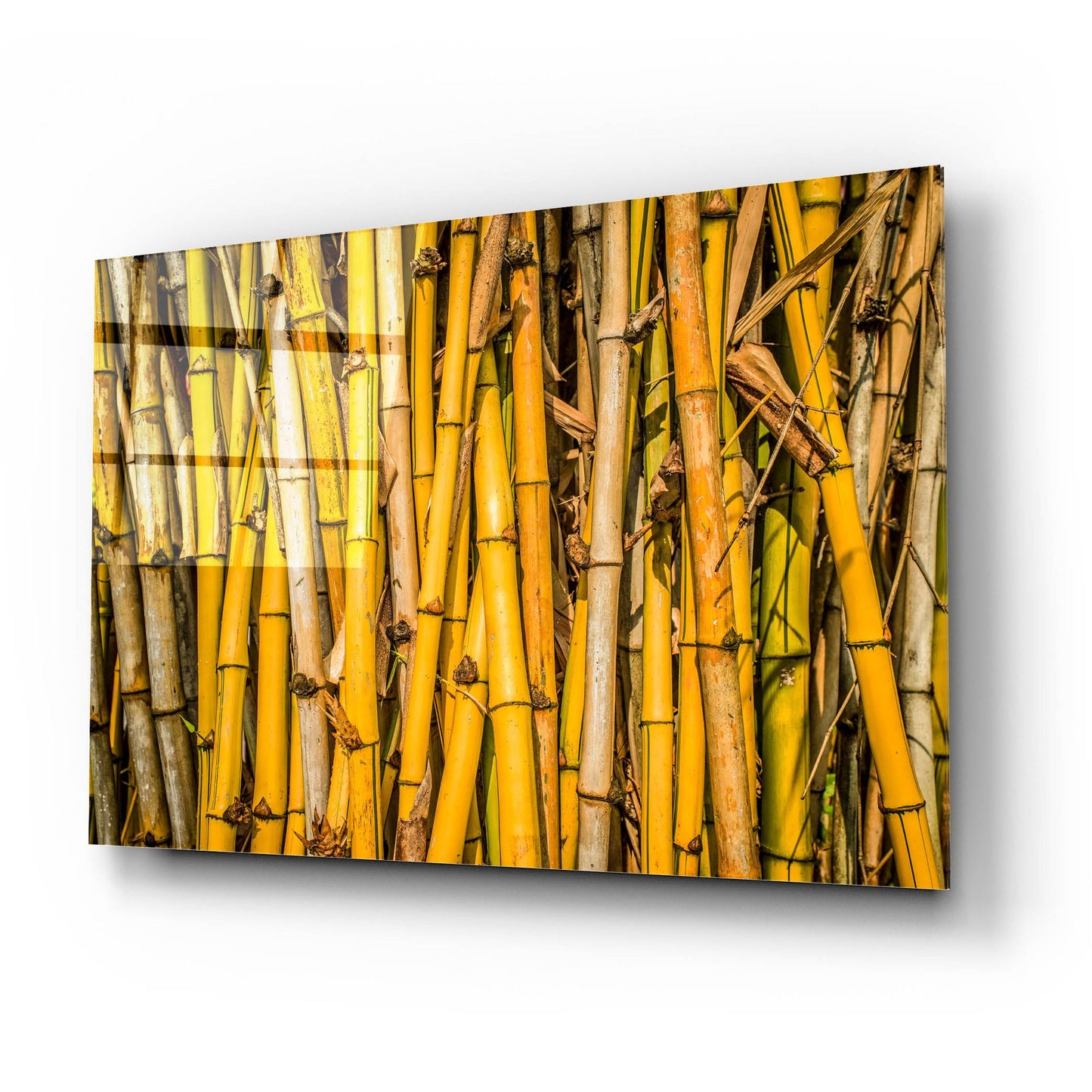 Epic Art 'Bamboo' by Mark A Paulda, Acrylic Glass Wall Art,24x16