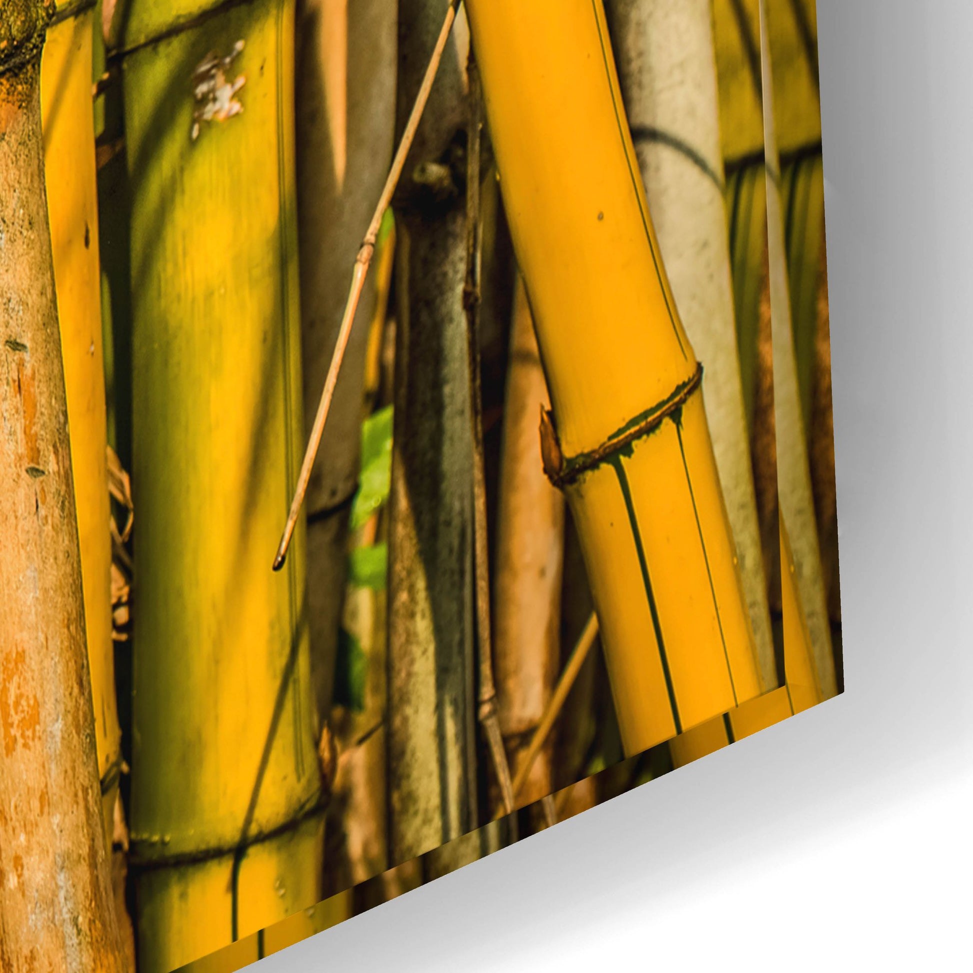 Epic Art 'Bamboo' by Mark A Paulda, Acrylic Glass Wall Art,24x16