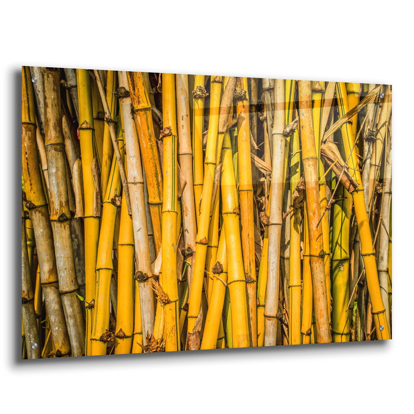 Epic Art 'Bamboo' by Mark A Paulda, Acrylic Glass Wall Art,36x24