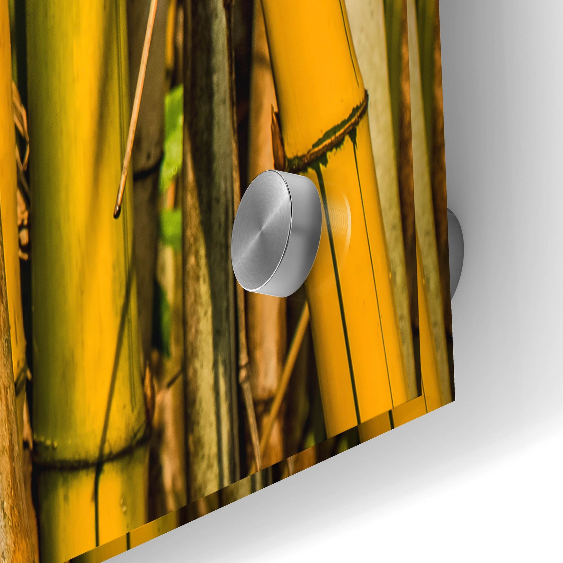 Epic Art 'Bamboo' by Mark A Paulda, Acrylic Glass Wall Art,36x24