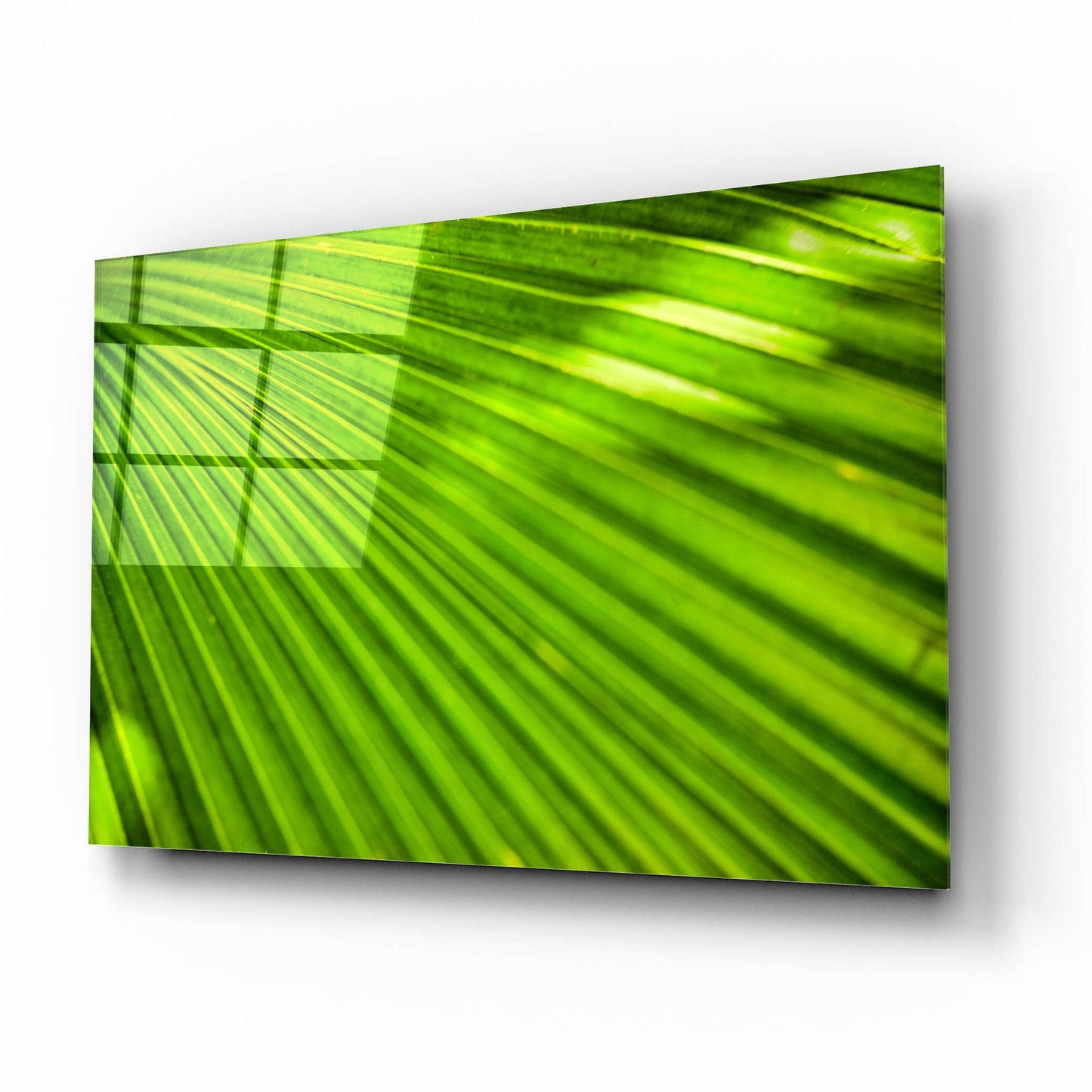 Epic Art 'Green Palm Frond' by Mark A Paulda, Acrylic Glass Wall Art,16x12