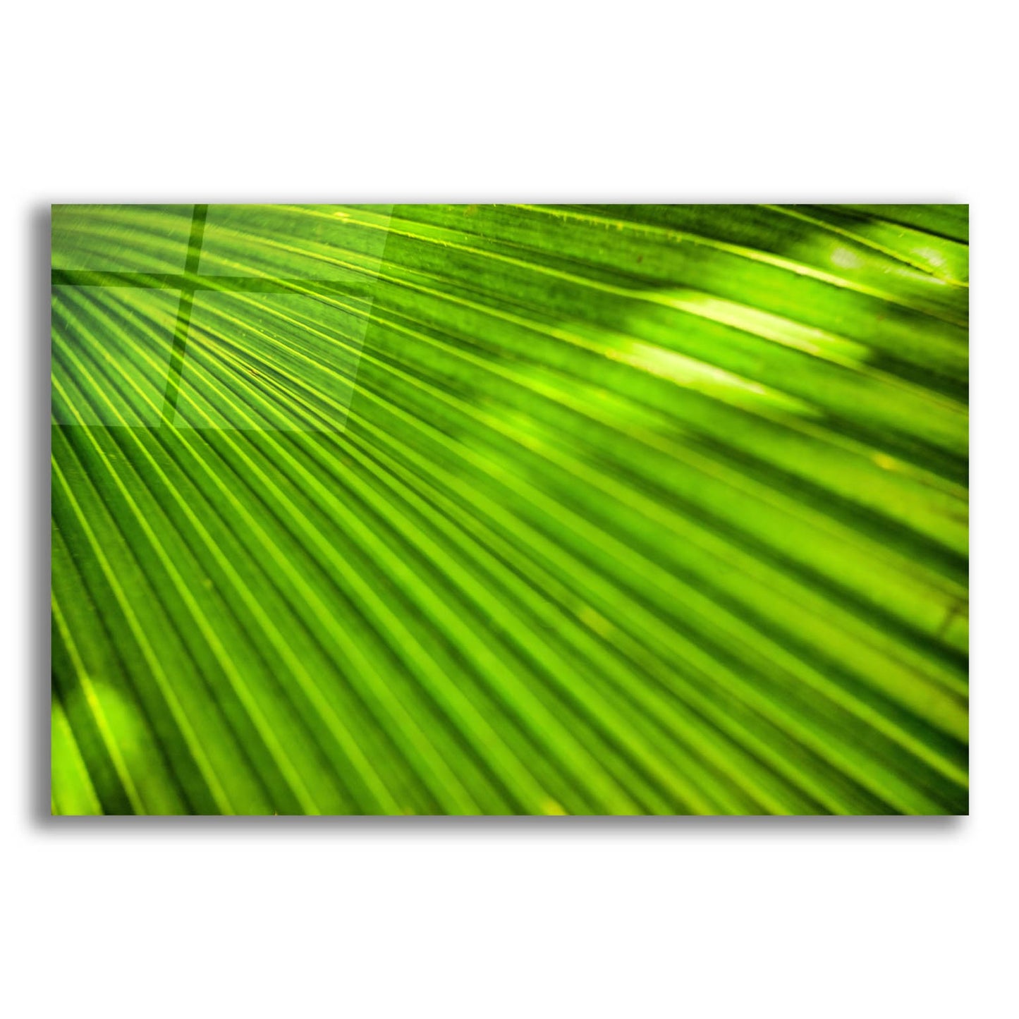 Epic Art 'Green Palm Frond' by Mark A Paulda, Acrylic Glass Wall Art,16x12