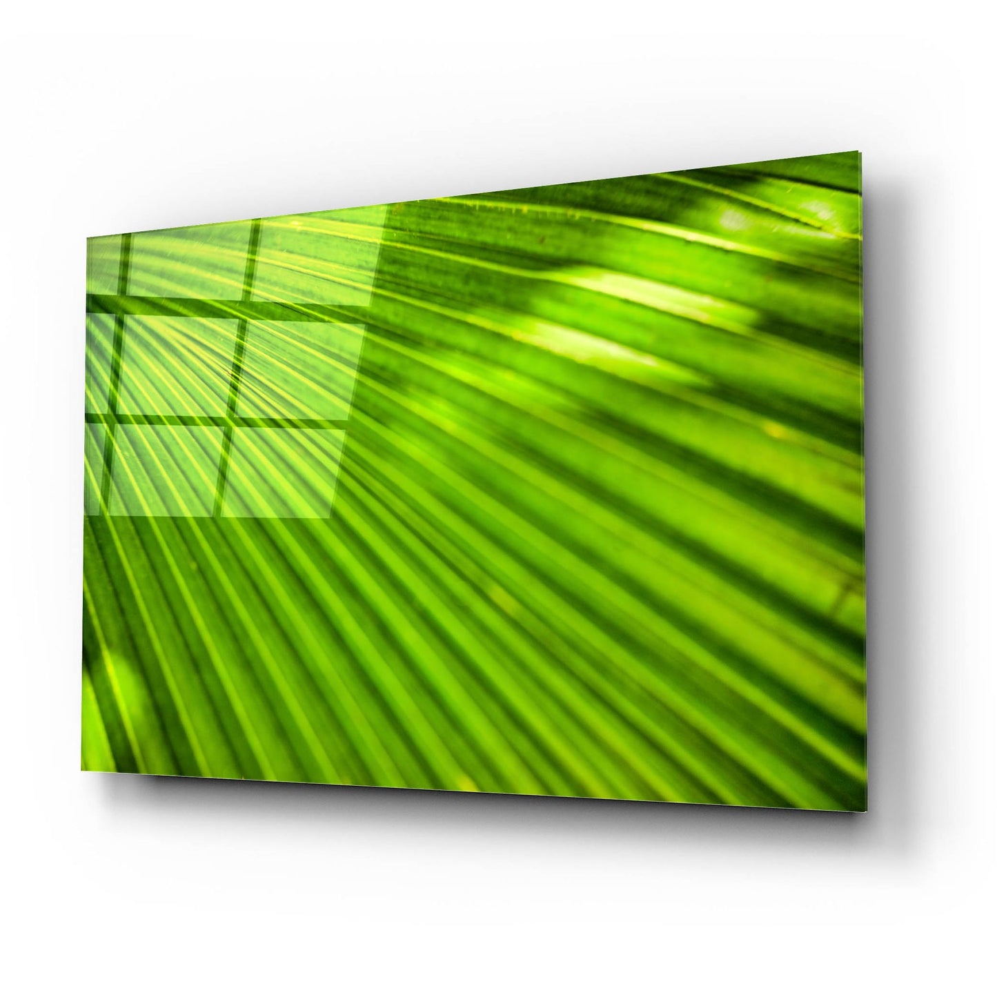 Epic Art 'Green Palm Frond' by Mark A Paulda, Acrylic Glass Wall Art,24x16