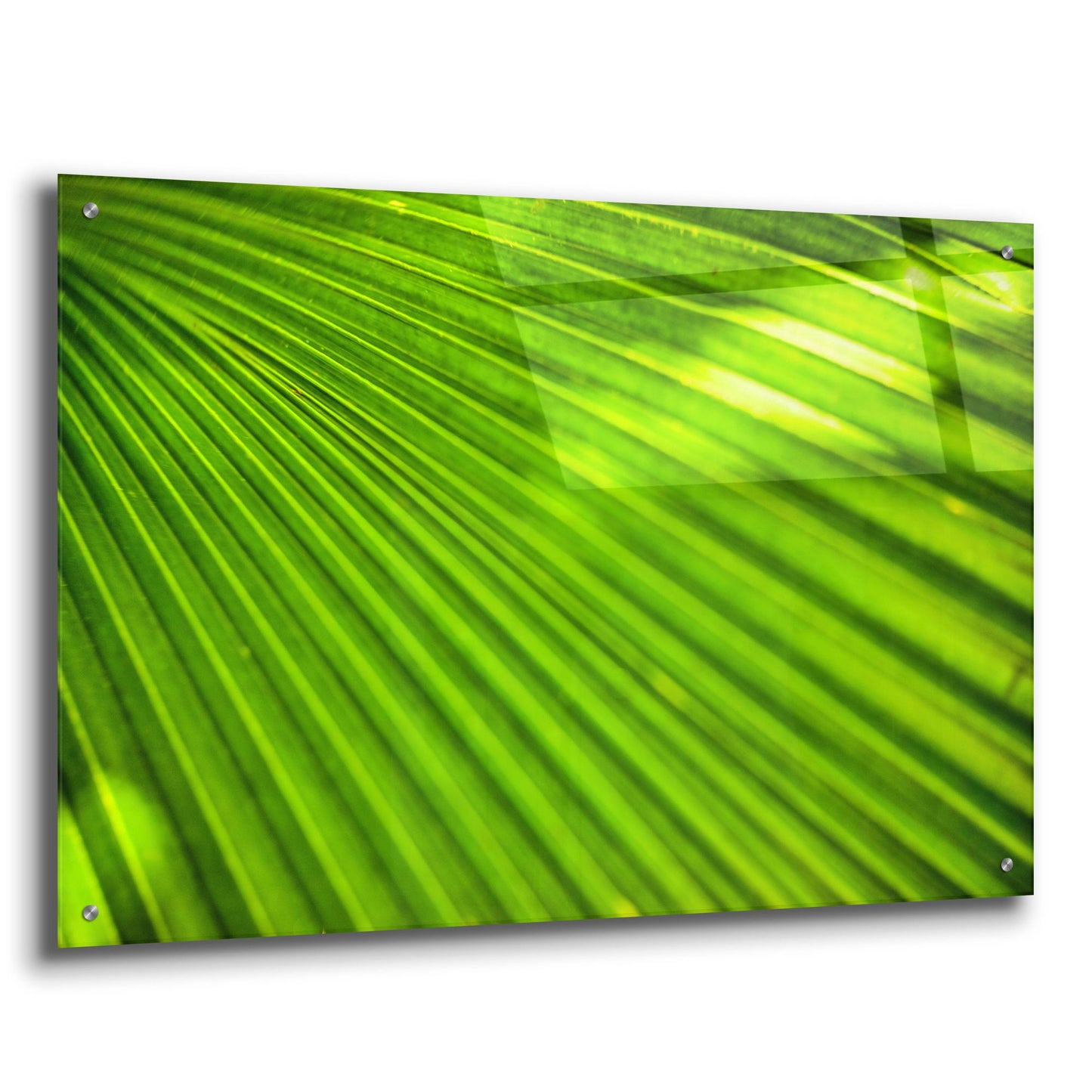 Epic Art 'Green Palm Frond' by Mark A Paulda, Acrylic Glass Wall Art,36x24