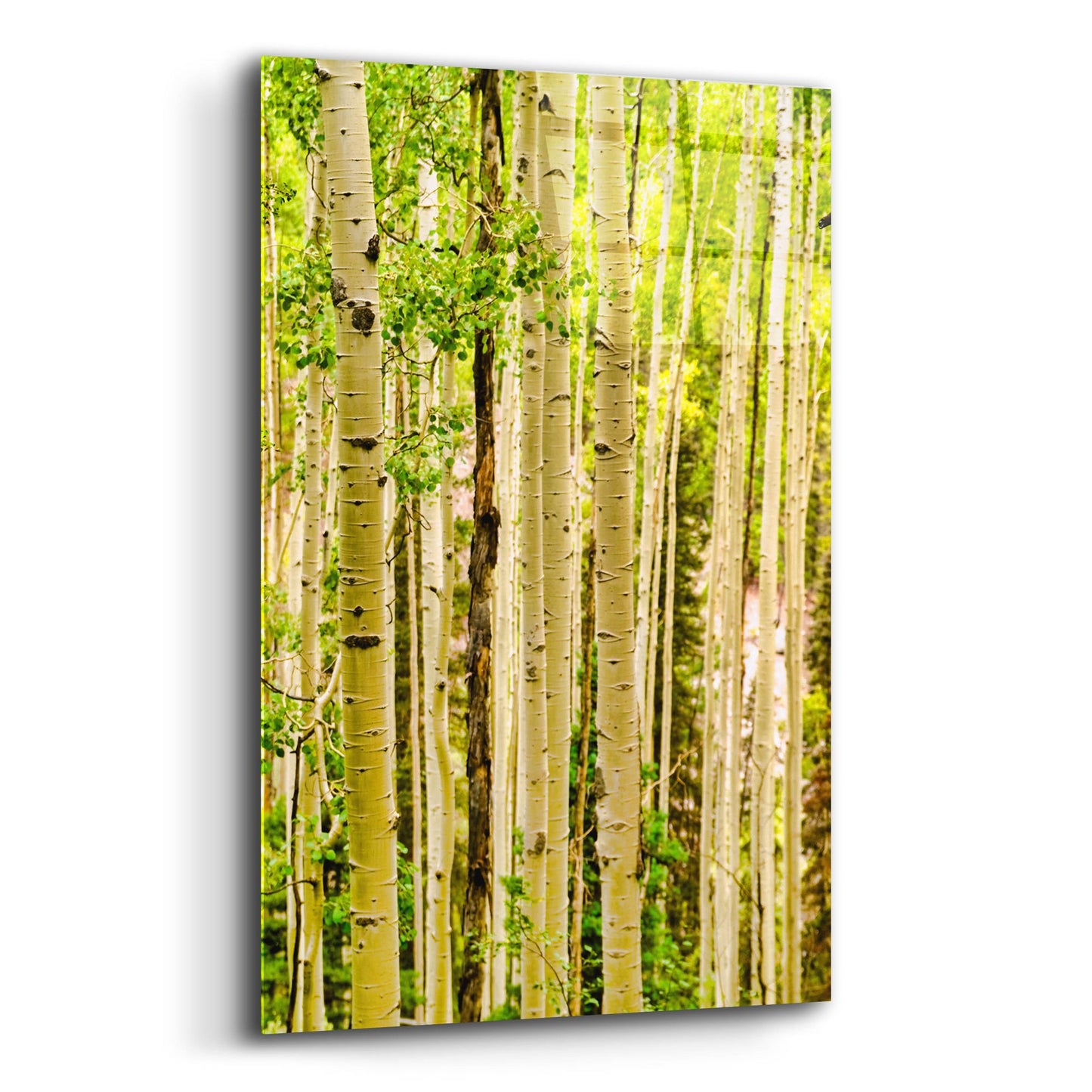 Epic Art 'Spring Aspens' by Mark A Paulda, Acrylic Glass Wall Art,12x16