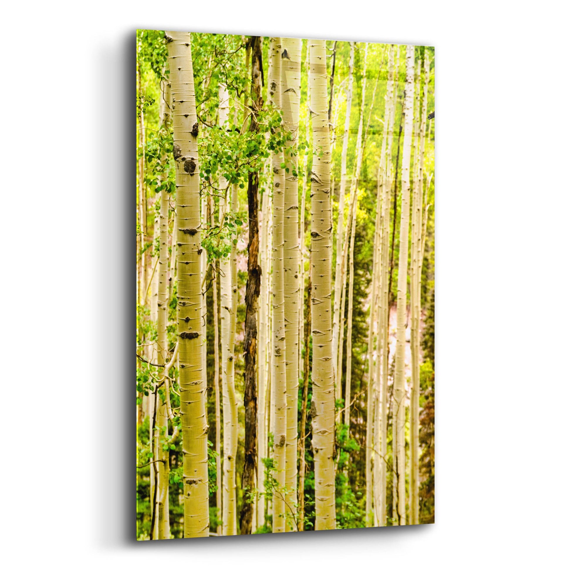 Epic Art 'Spring Aspens' by Mark A Paulda, Acrylic Glass Wall Art,12x16