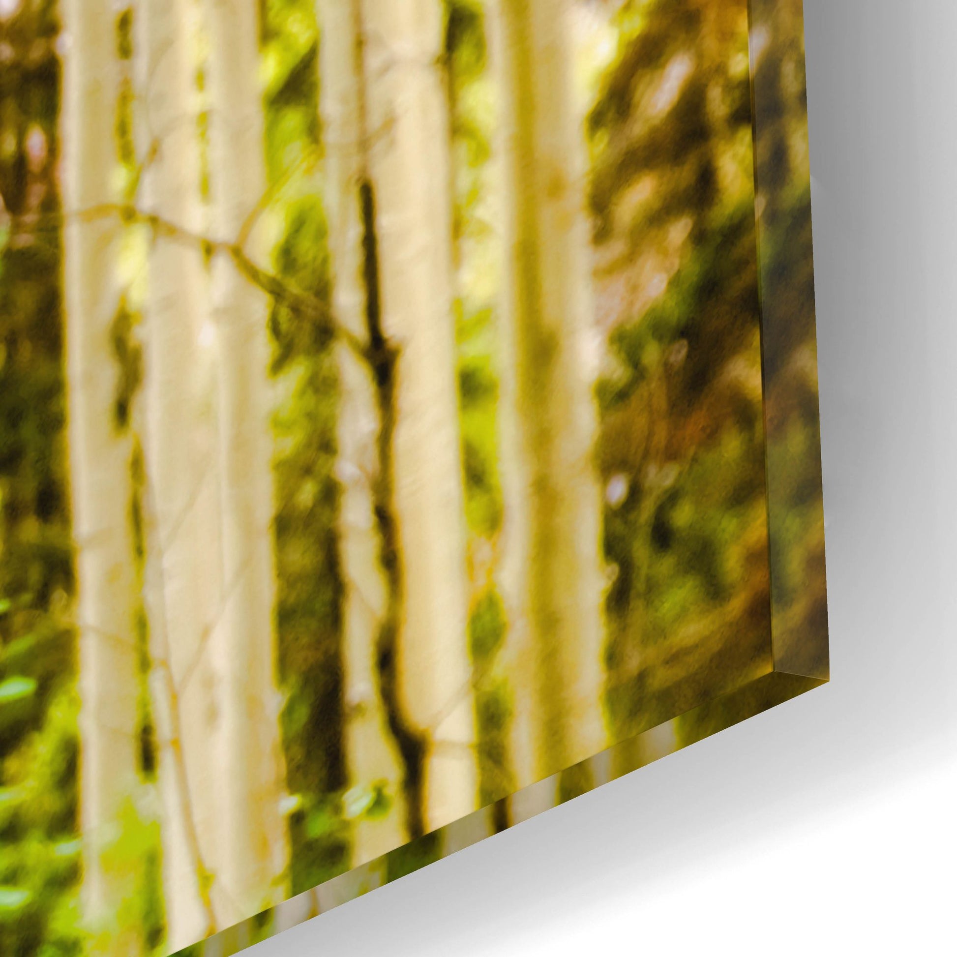 Epic Art 'Spring Aspens' by Mark A Paulda, Acrylic Glass Wall Art,12x16