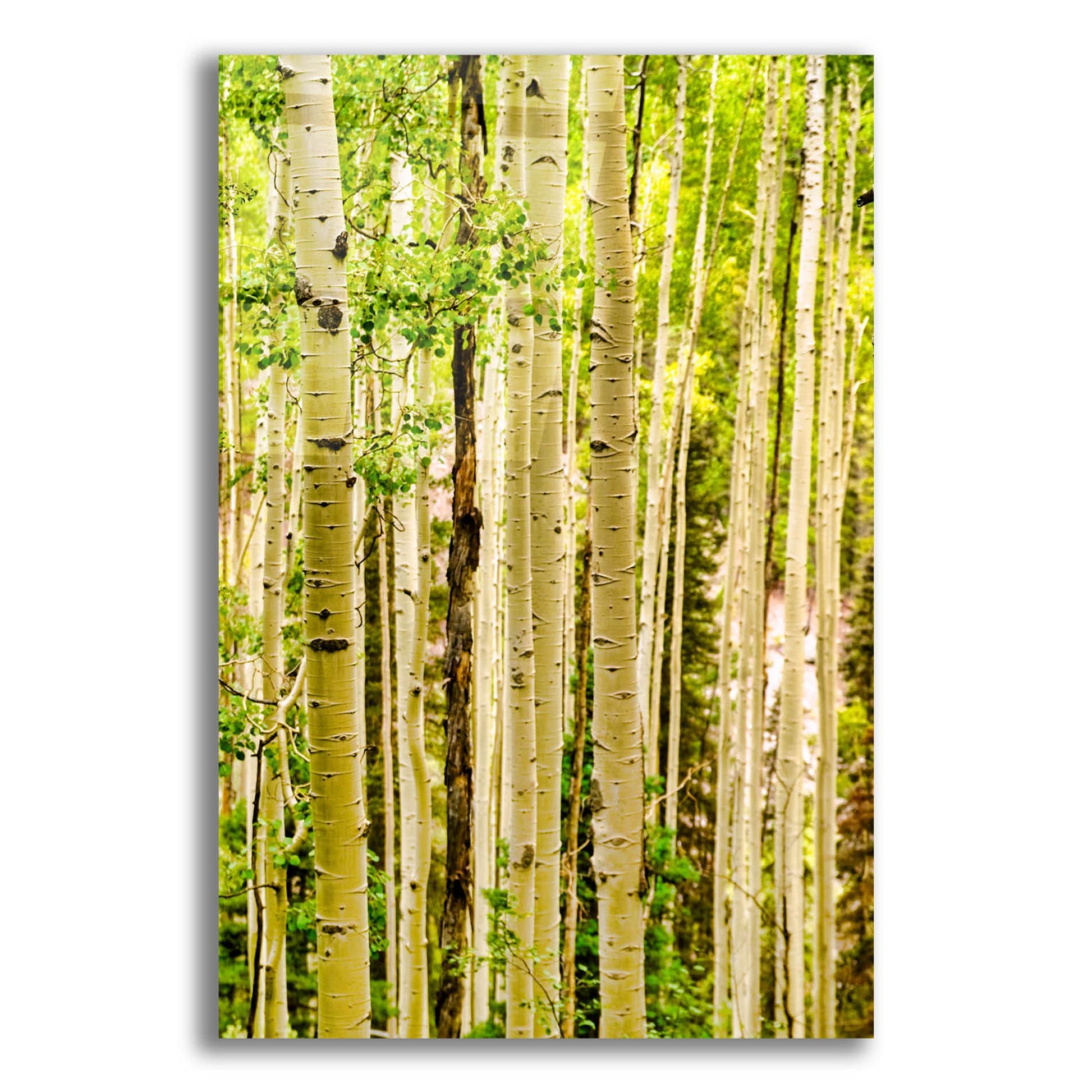 Epic Art 'Spring Aspens' by Mark A Paulda, Acrylic Glass Wall Art,12x16