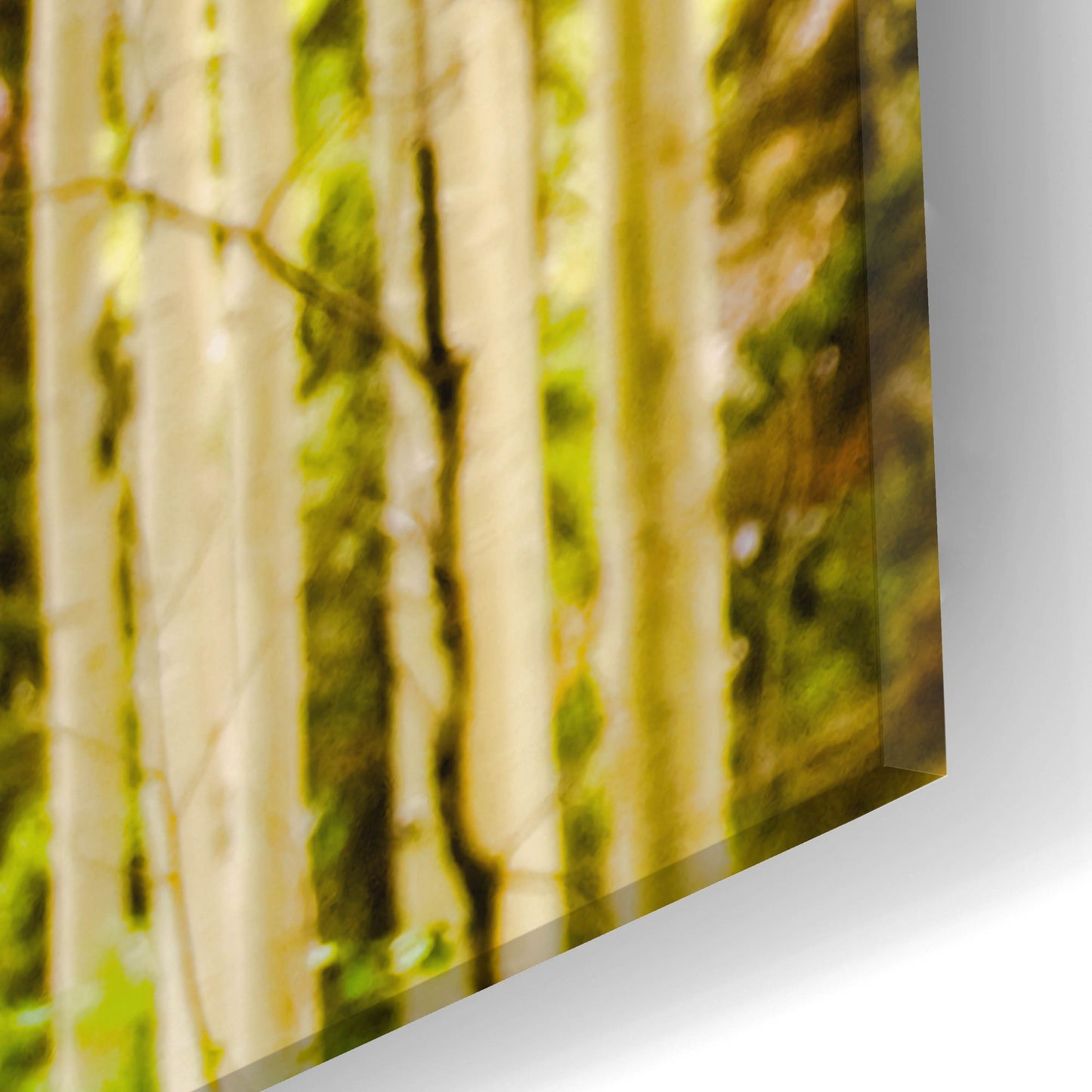 Epic Art 'Spring Aspens' by Mark A Paulda, Acrylic Glass Wall Art,16x24