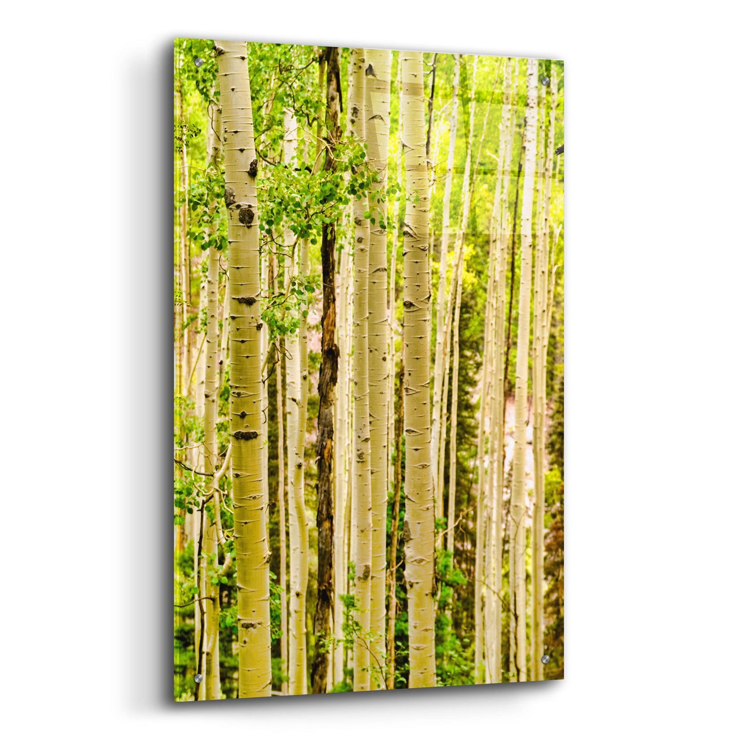 Epic Art 'Spring Aspens' by Mark A Paulda, Acrylic Glass Wall Art,24x36