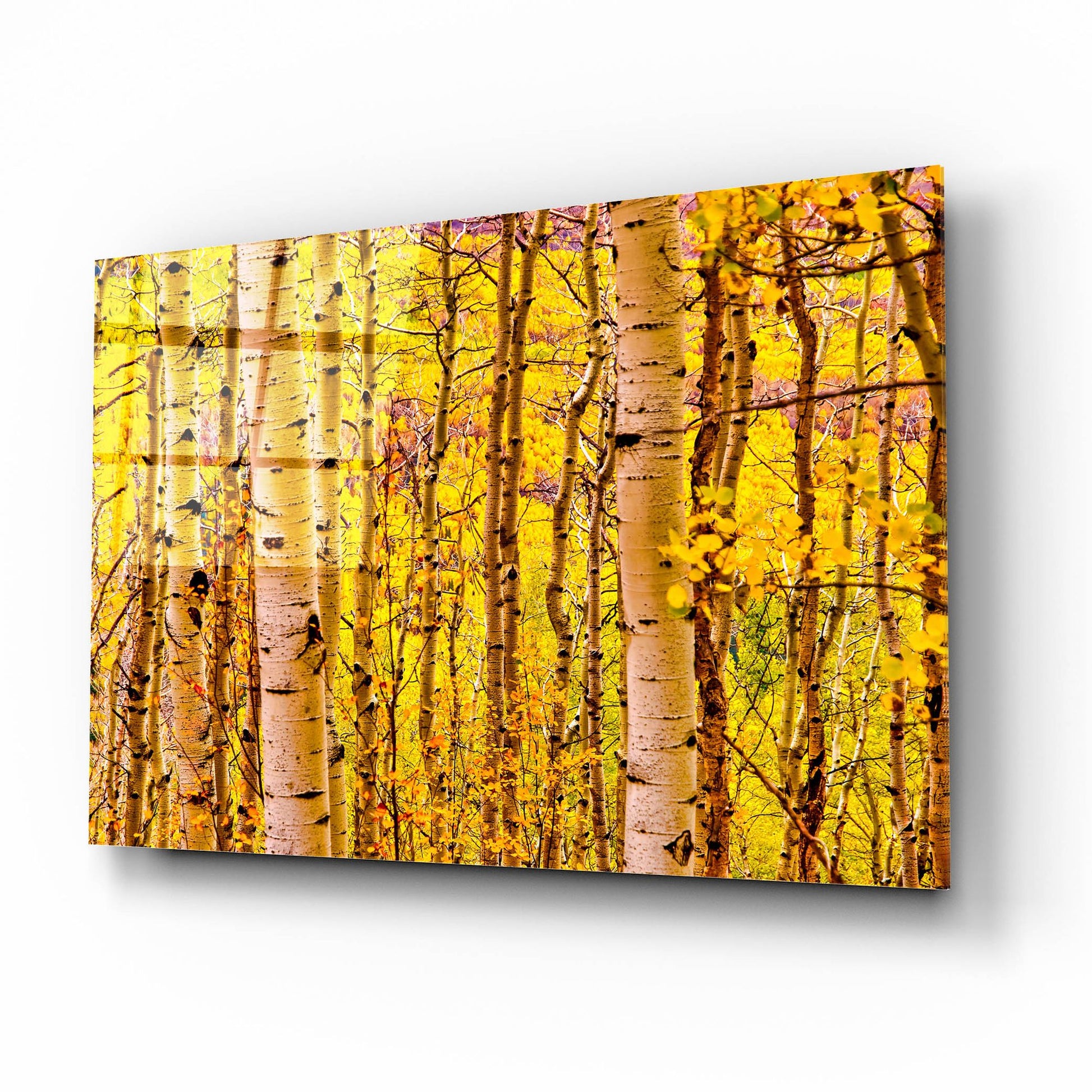 Epic Art 'Aspen Autumn' by Mark A Paulda, Acrylic Glass Wall Art,16x12