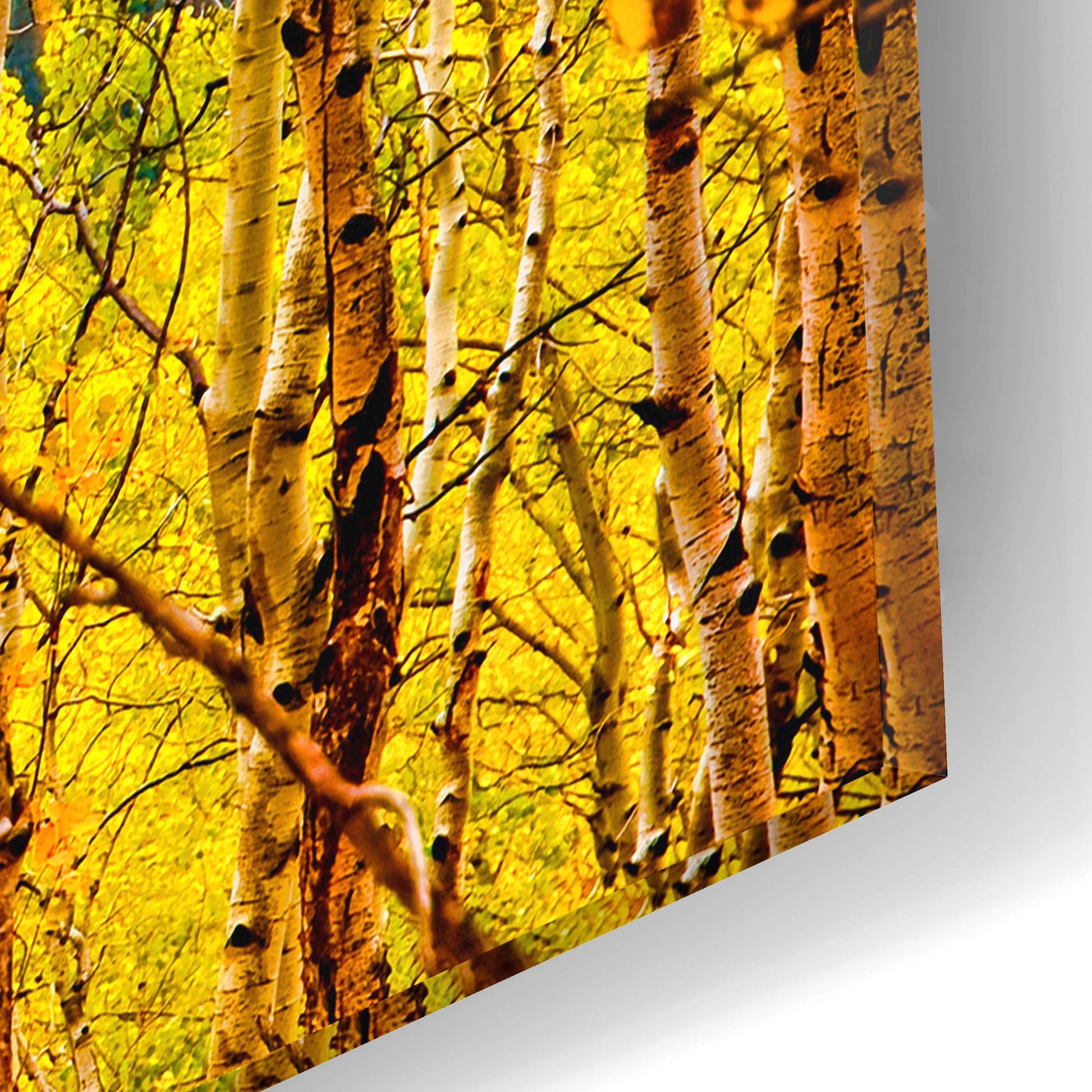 Epic Art 'Aspen Autumn' by Mark A Paulda, Acrylic Glass Wall Art,16x12