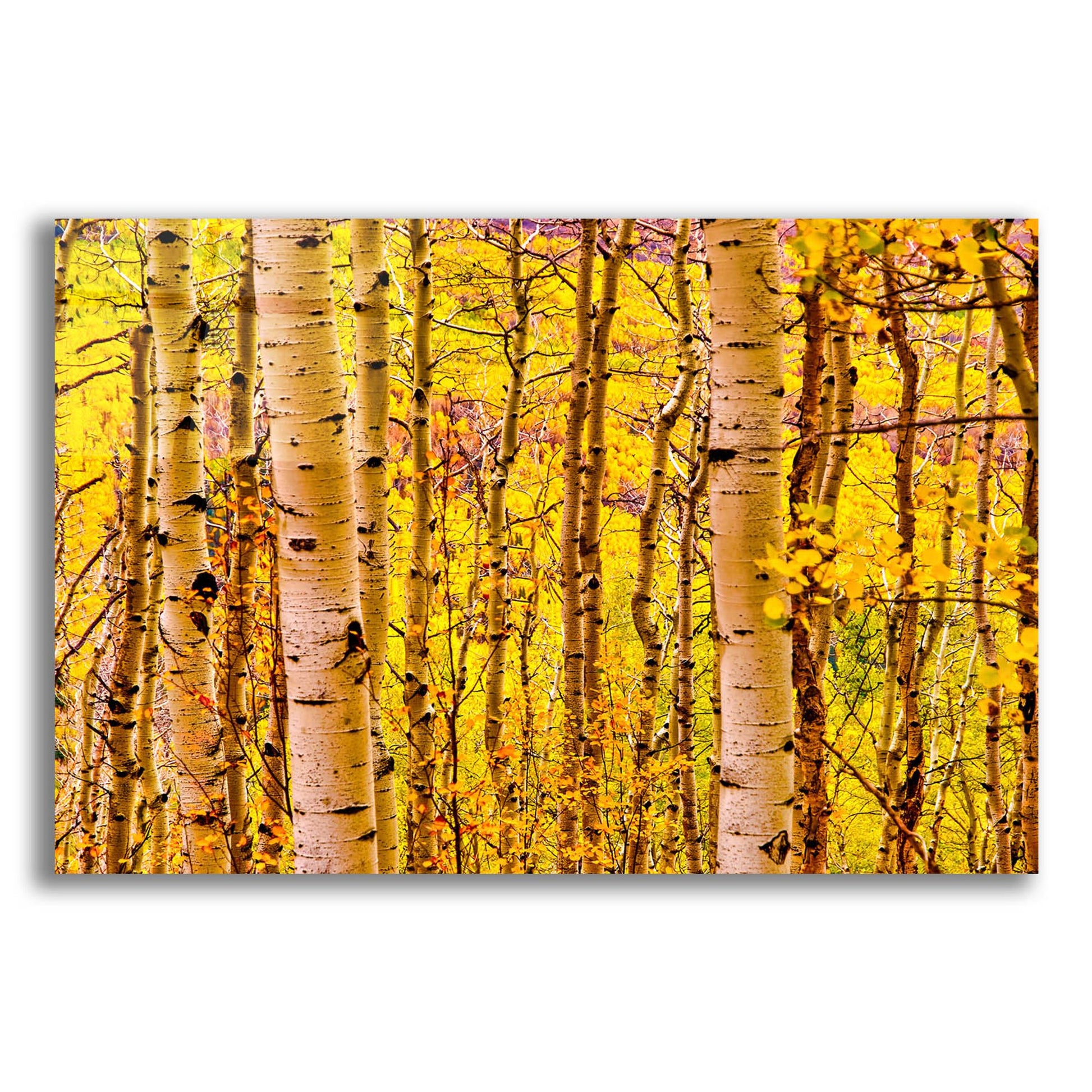 Epic Art 'Aspen Autumn' by Mark A Paulda, Acrylic Glass Wall Art,16x12