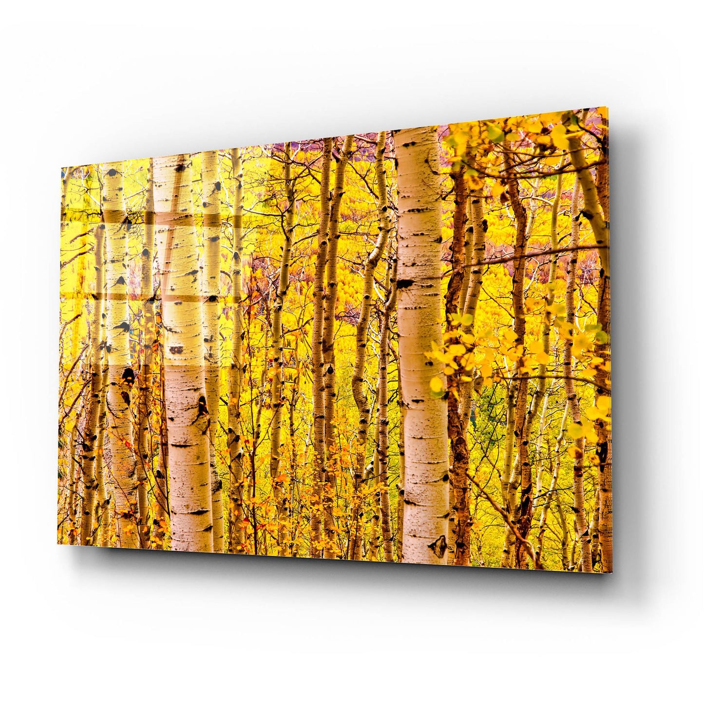 Epic Art 'Aspen Autumn' by Mark A Paulda, Acrylic Glass Wall Art,24x16