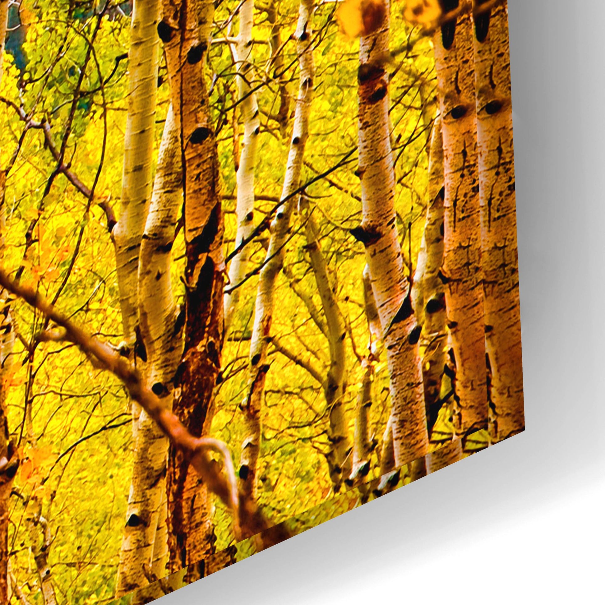 Epic Art 'Aspen Autumn' by Mark A Paulda, Acrylic Glass Wall Art,24x16