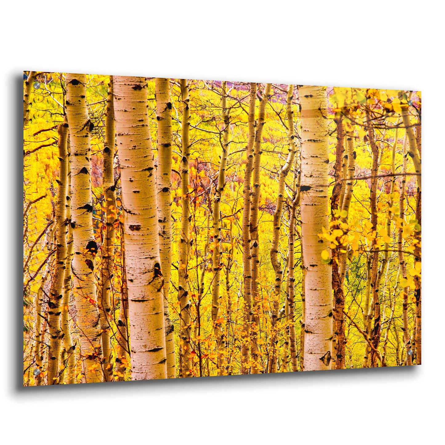 Epic Art 'Aspen Autumn' by Mark A Paulda, Acrylic Glass Wall Art,36x24