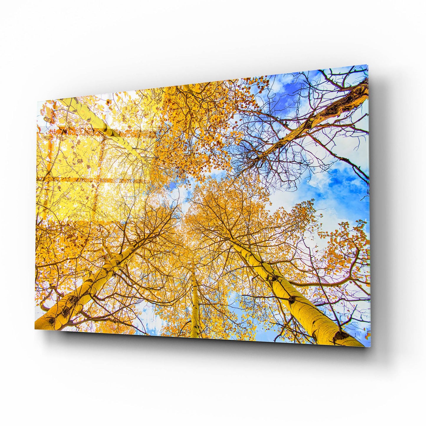 Epic Art 'Autumn Aspens' by Mark A Paulda, Acrylic Glass Wall Art,16x12