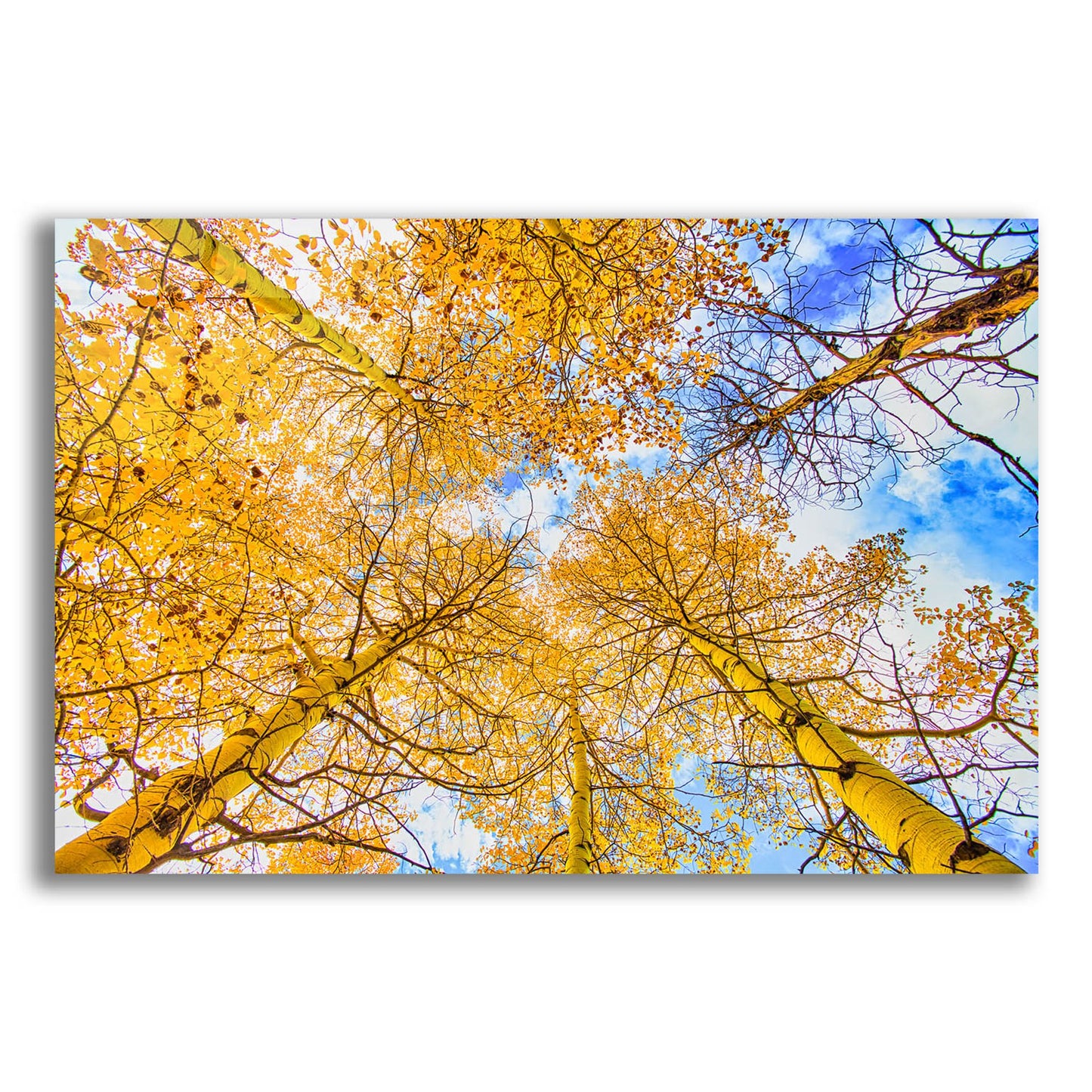 Epic Art 'Autumn Aspens' by Mark A Paulda, Acrylic Glass Wall Art,16x12