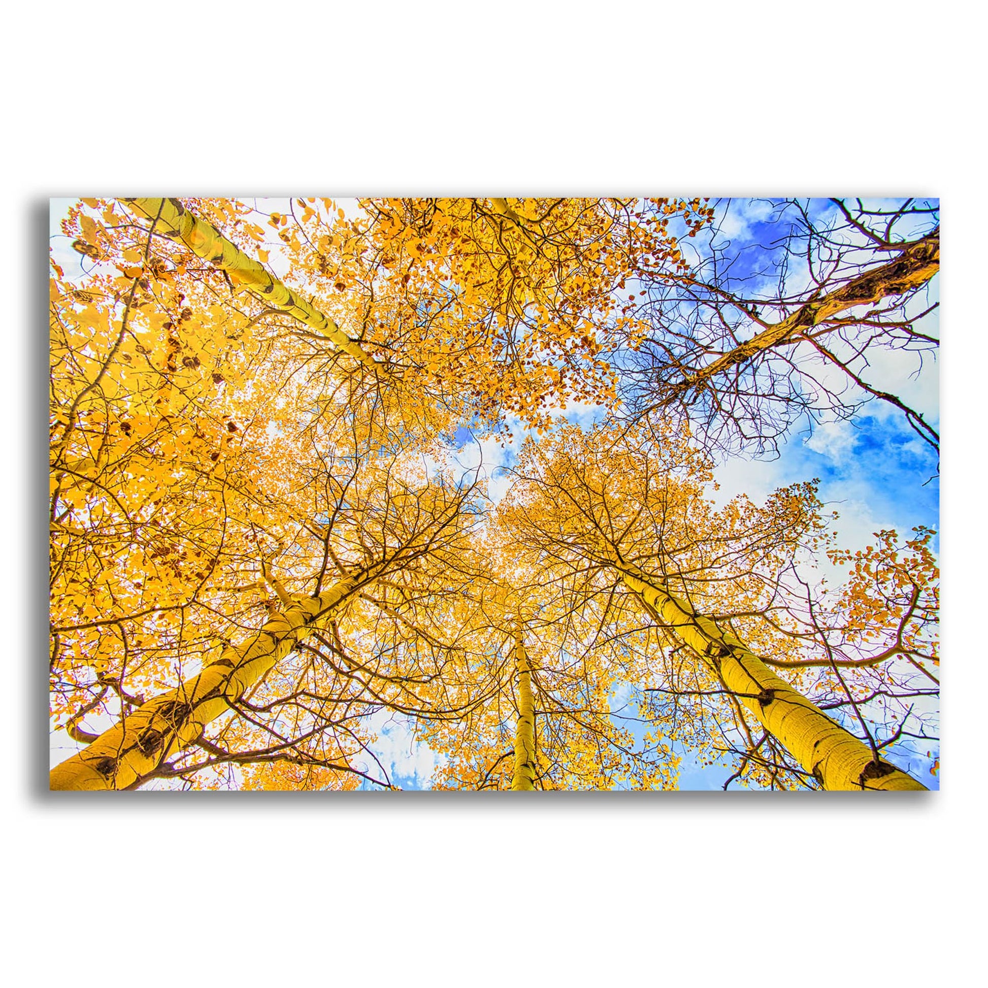 Epic Art 'Autumn Aspens' by Mark A Paulda, Acrylic Glass Wall Art,16x12