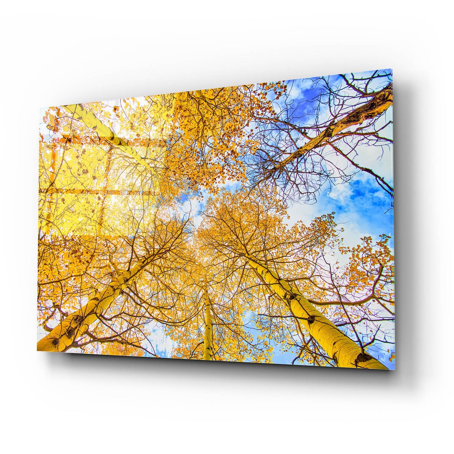 Epic Art 'Autumn Aspens' by Mark A Paulda, Acrylic Glass Wall Art,24x16