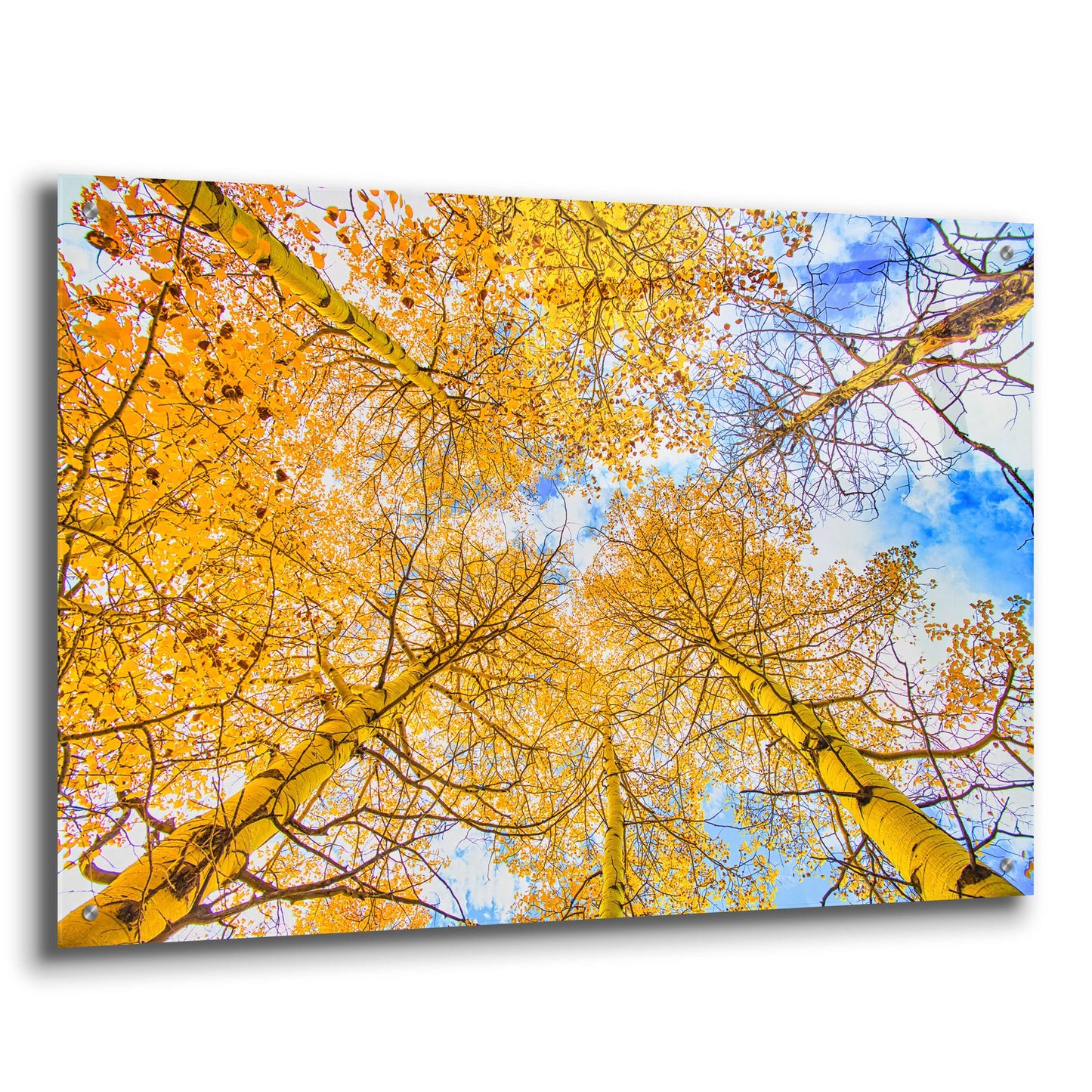 Epic Art 'Autumn Aspens' by Mark A Paulda, Acrylic Glass Wall Art,36x24