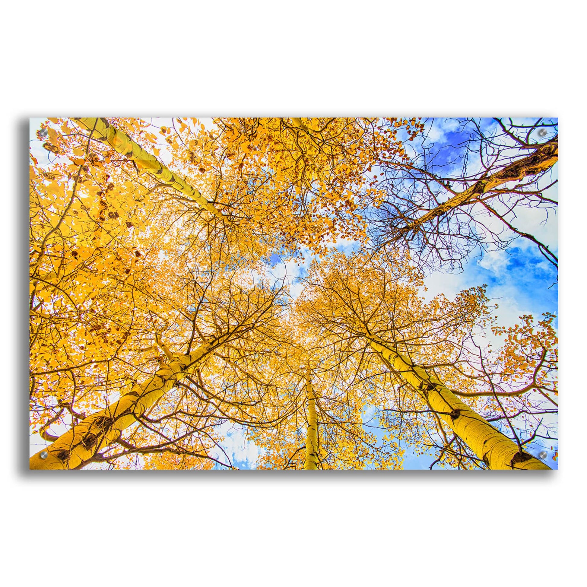 Epic Art 'Autumn Aspens' by Mark A Paulda, Acrylic Glass Wall Art,36x24