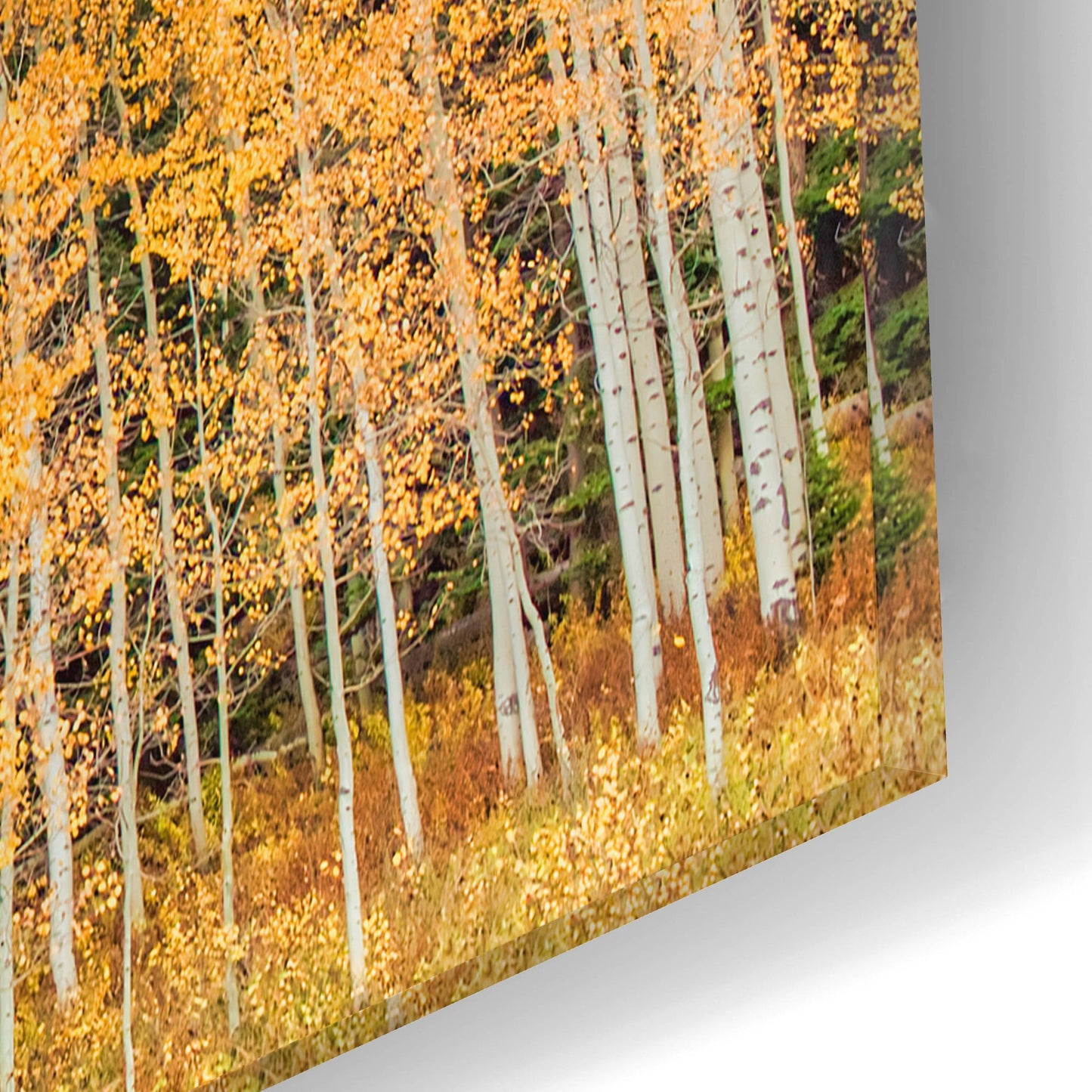 Epic Art 'Wyoming Autumn Aspens' by Mark A Paulda, Acrylic Glass Wall Art,16x12