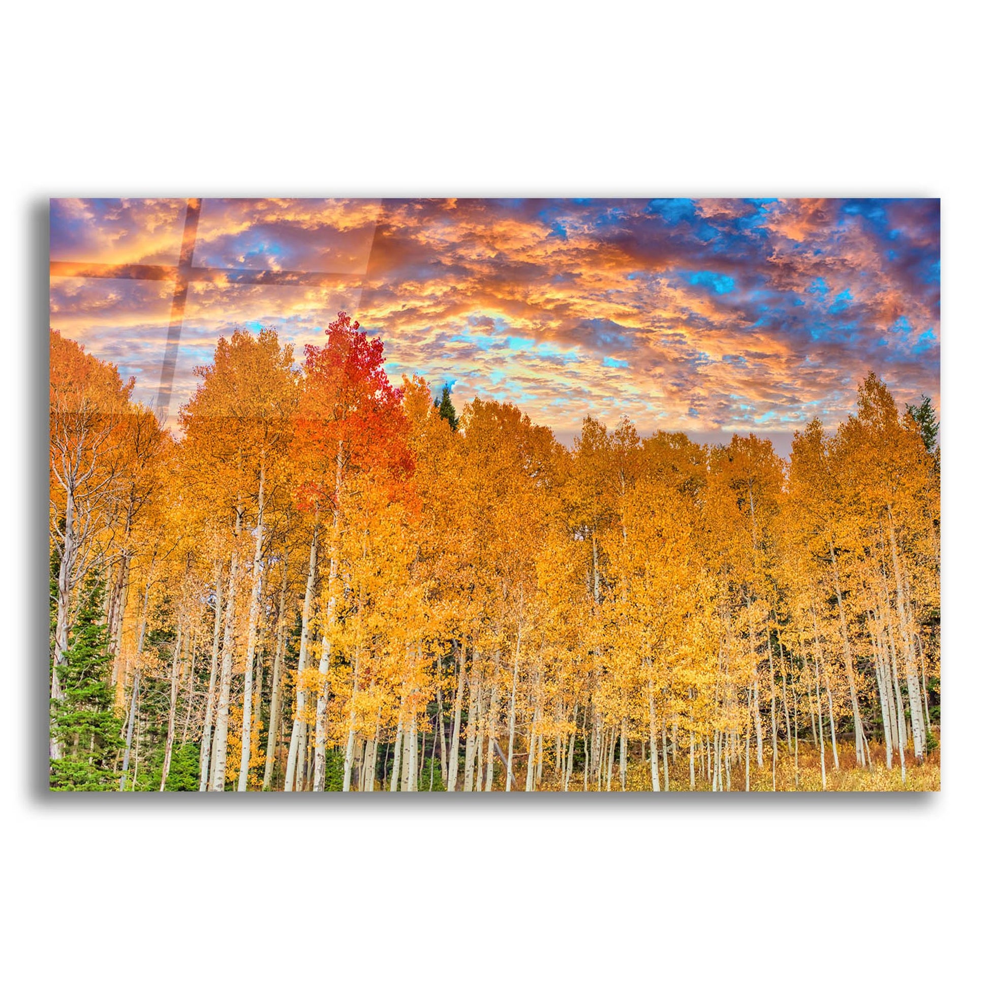 Epic Art 'Wyoming Autumn Aspens' by Mark A Paulda, Acrylic Glass Wall Art,16x12