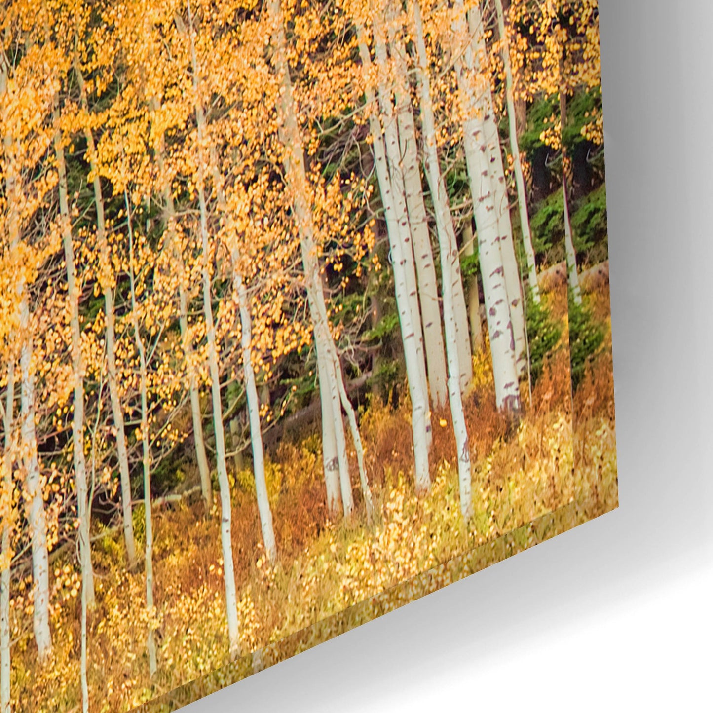 Epic Art 'Wyoming Autumn Aspens' by Mark A Paulda, Acrylic Glass Wall Art,24x16