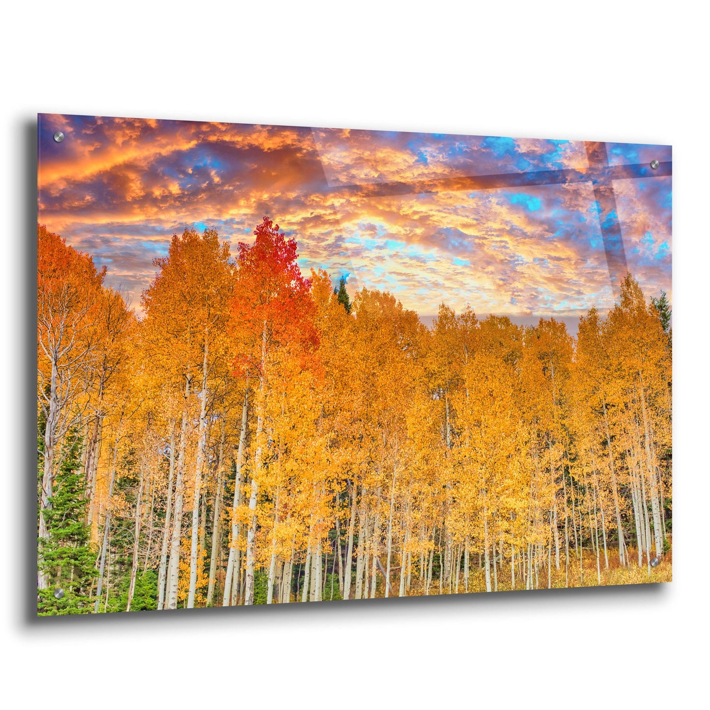 Epic Art 'Wyoming Autumn Aspens' by Mark A Paulda, Acrylic Glass Wall Art,36x24