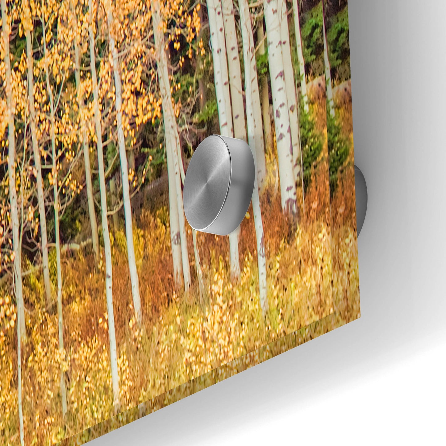 Epic Art 'Wyoming Autumn Aspens' by Mark A Paulda, Acrylic Glass Wall Art,36x24