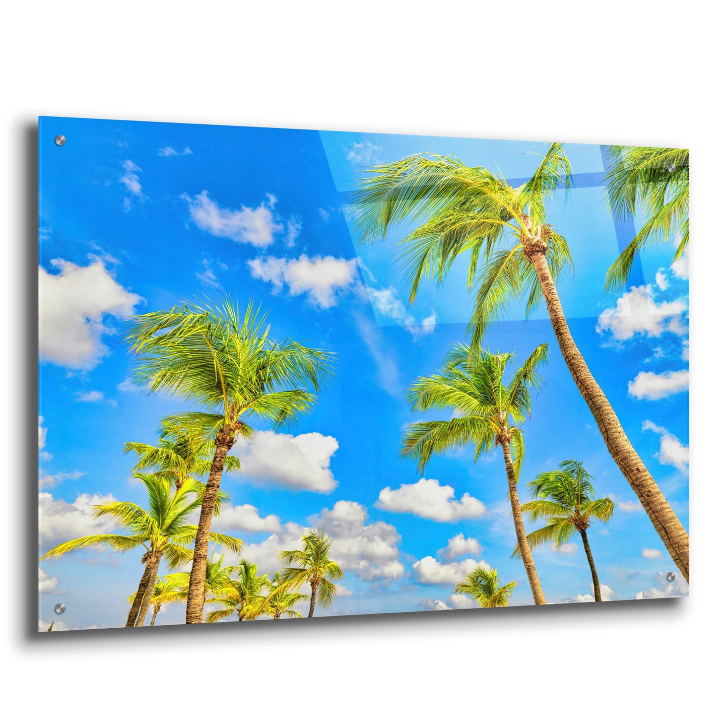 Epic Art 'Aruba Sunny Palms' by Mark A Paulda, Acrylic Glass Wall Art,36x24