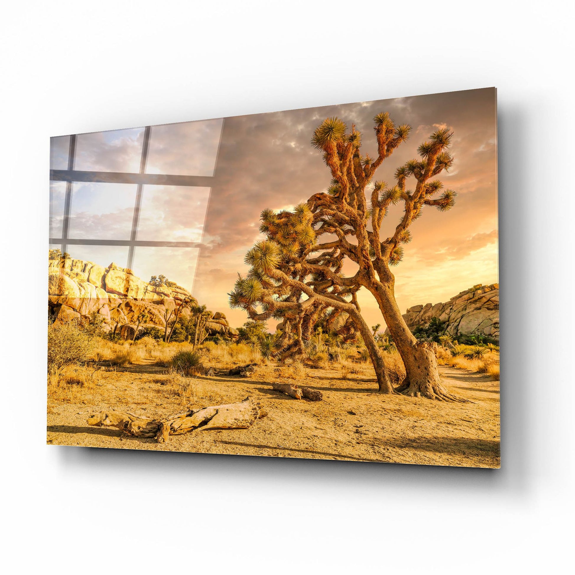 Epic Art 'Joshua Tree Golden Hour' by Mark A Paulda, Acrylic Glass Wall Art,16x12