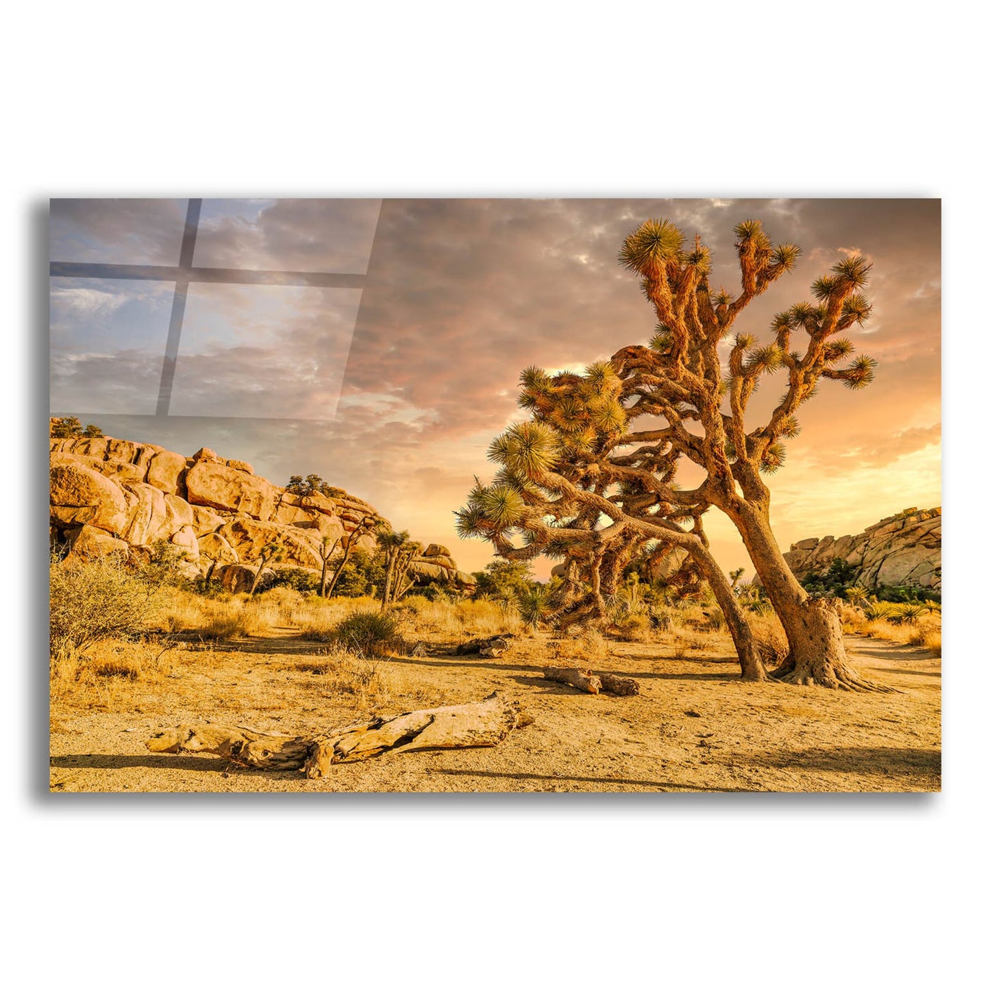 Epic Art 'Joshua Tree Golden Hour' by Mark A Paulda, Acrylic Glass Wall Art,16x12